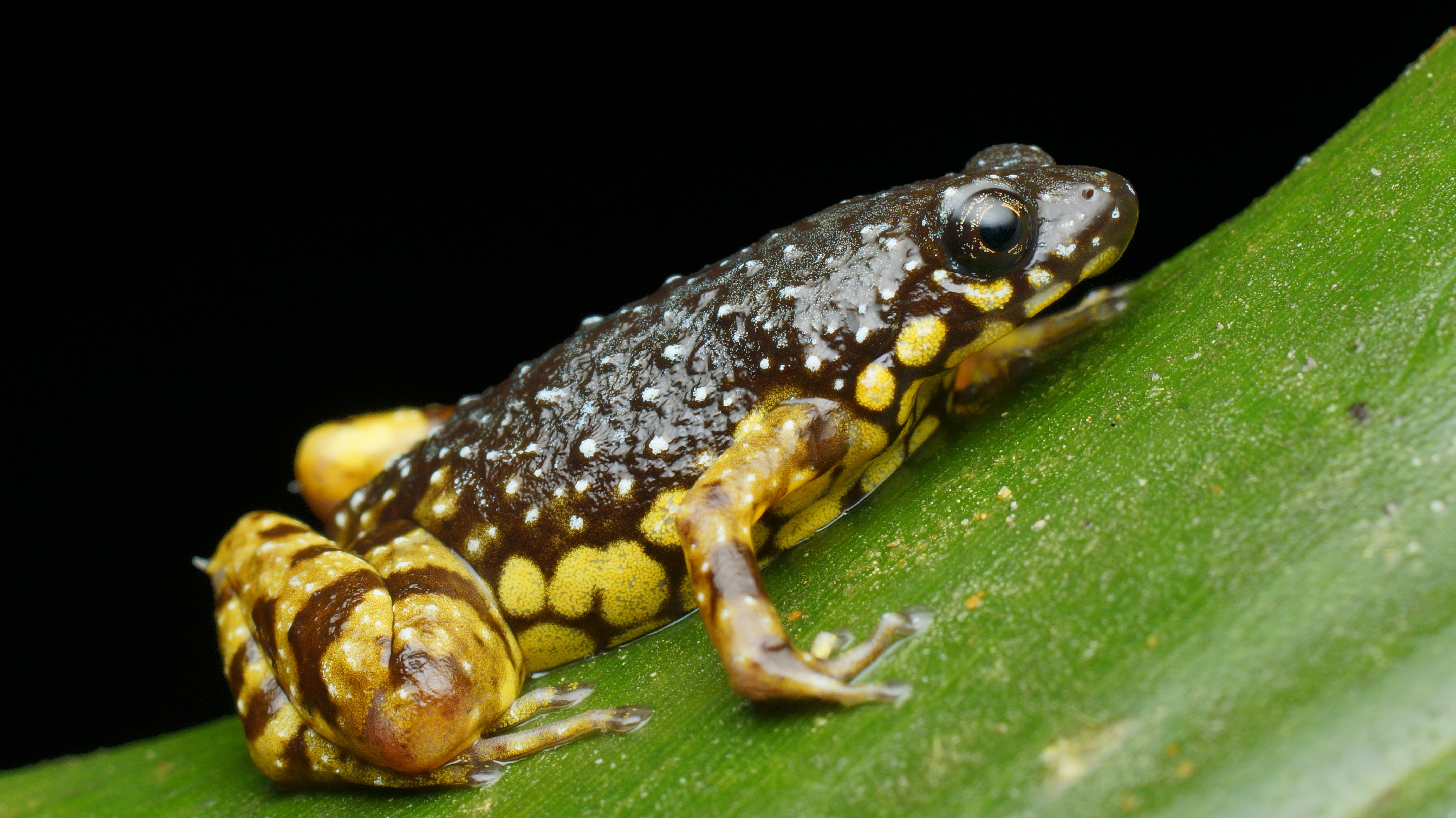 5K, green, frog, nature, brown, amphibian, plant, saffron, animal, wildlife, close-up, macro, HD Wallpaper