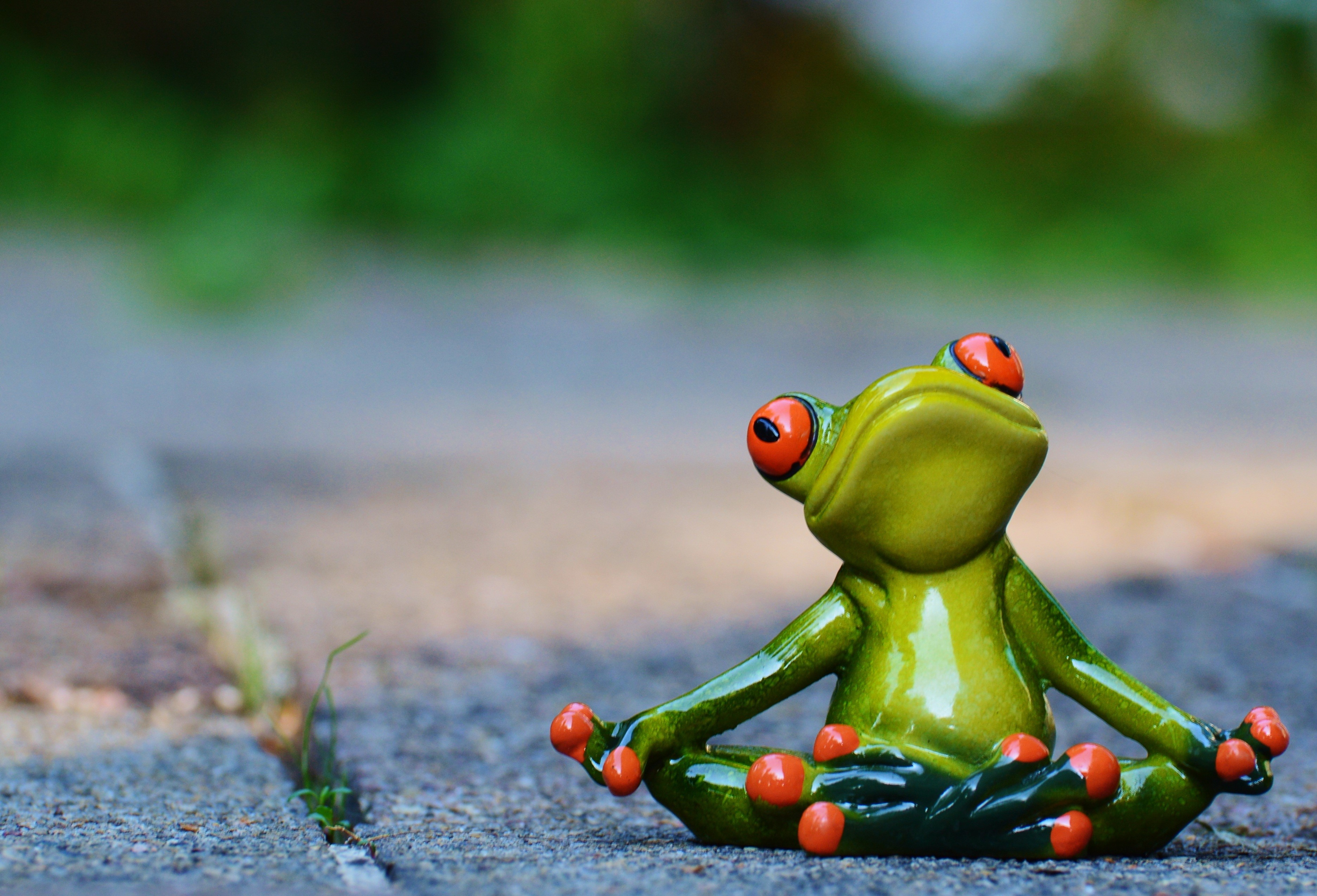freshness, nature, day, animal representation, still life, focus on foreground, macro, photography, relaxation, tree, animal, tree Frog, wildlife, fruit, HD Wallpaper