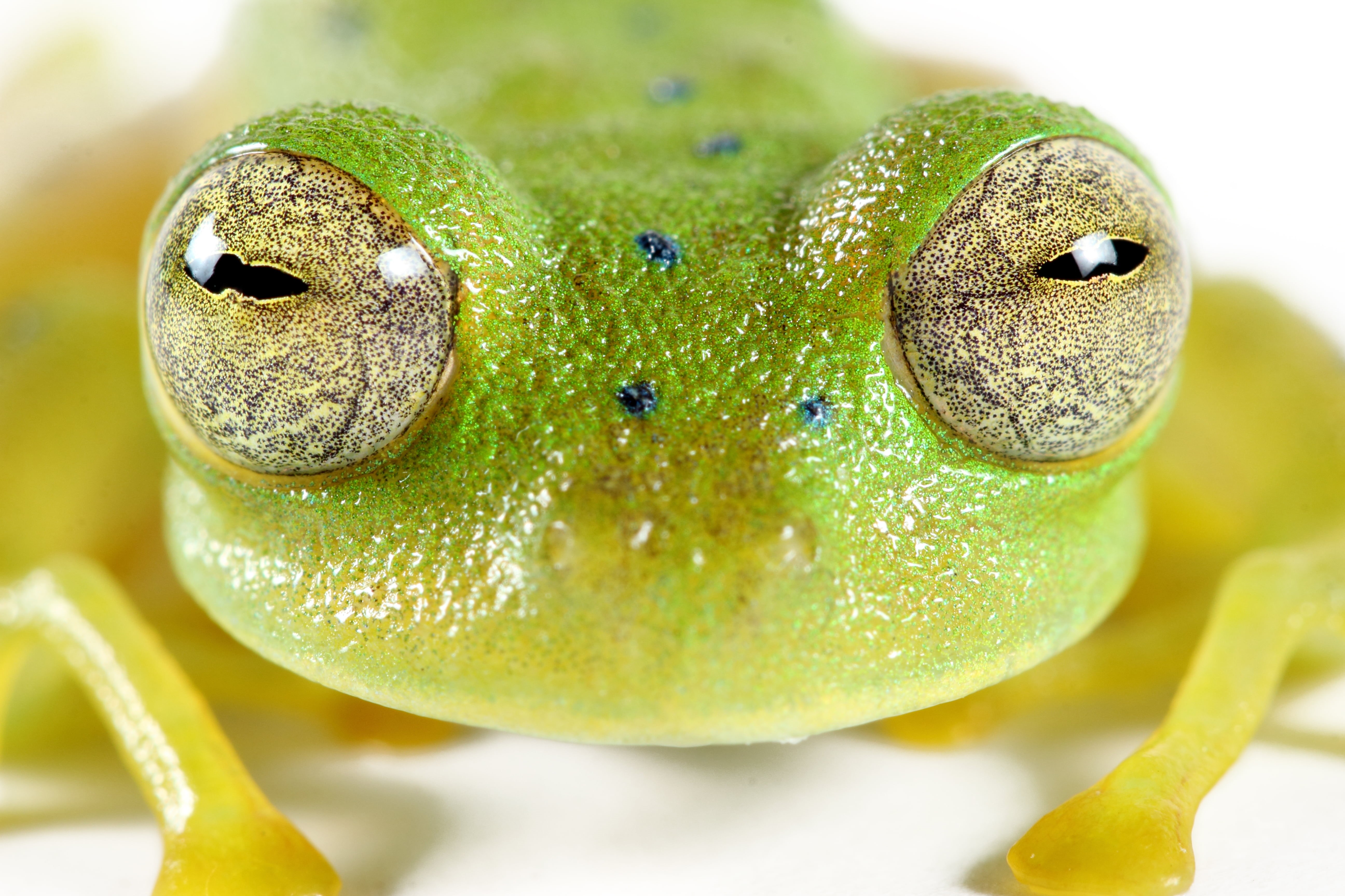 5K, green, green Color, nature, amphibian, lens, wildlife, tilt, cochran, tree Frog, close-up, frog, photography, animal, HD Wallpaper