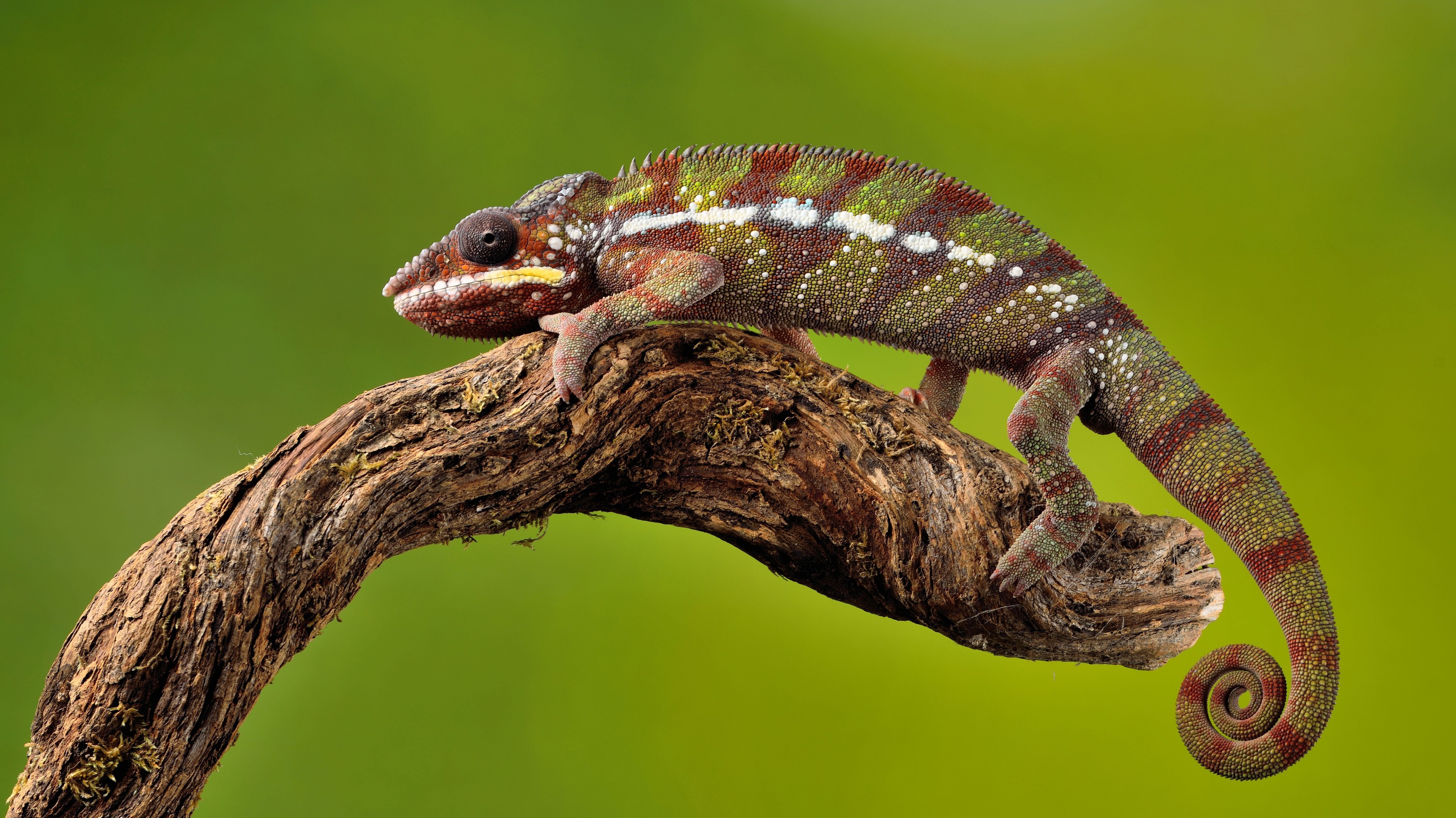macro, 5K, lizard, twig, Tamron, reptile, Light, 90mm, animal, red, Captive, Chameleon, wildlife, Nikon D810, nature, green, HD Wallpaper