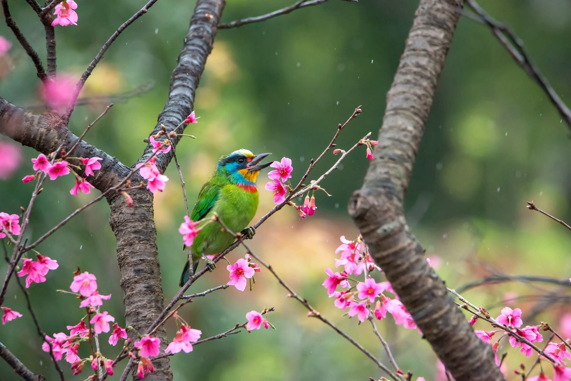 tree, nature, outdoors, petaled, animal, wildlife, branch, 1080P, perched, flowers, bird, pink, HD Wallpaper