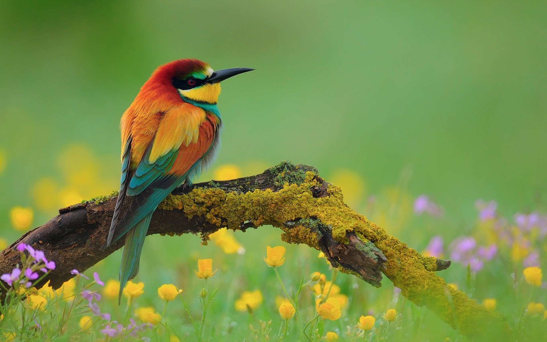 1080P, Flower, orange, Nature, tree, day, perching, beauty in nature, Bird, outdoors, plant, European Bee-Eater, Branch, focus on foreground, Bee-Eater, HD Wallpaper