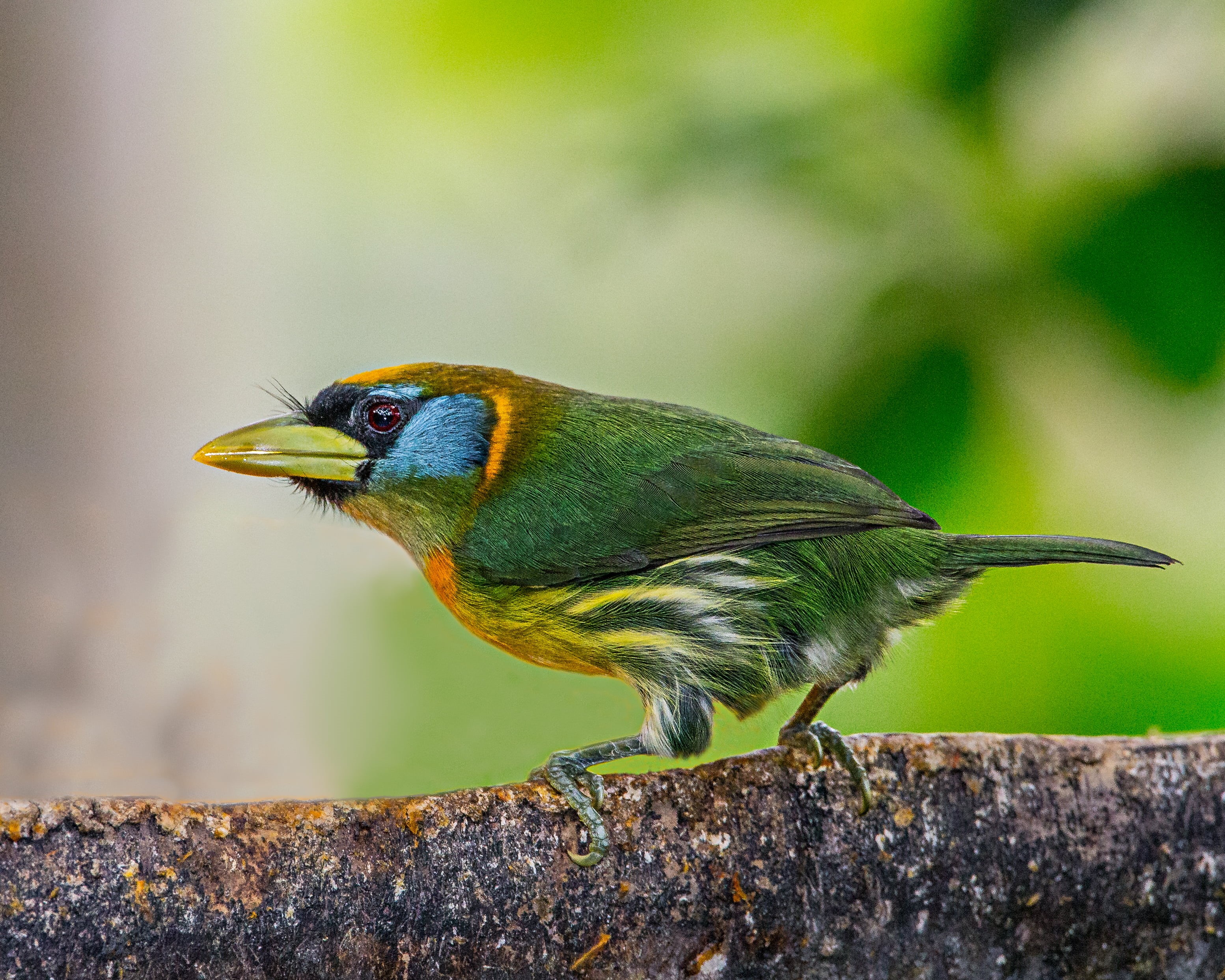 tree, close-up, perching, female, closeup, Red-headed Barbet, bird, blue, 2K, wildlife, branch, feather, beak, tree branch, bird Watching, multi Colored, HD Wallpaper