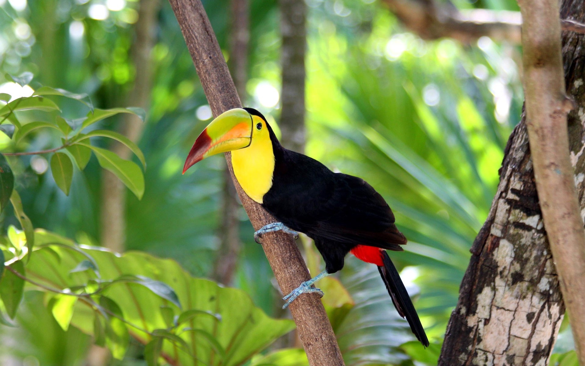 branch, tocan, yellow, animals, tree, bird, forest, black, 1080P, beak, toucan, nature, HD Wallpaper