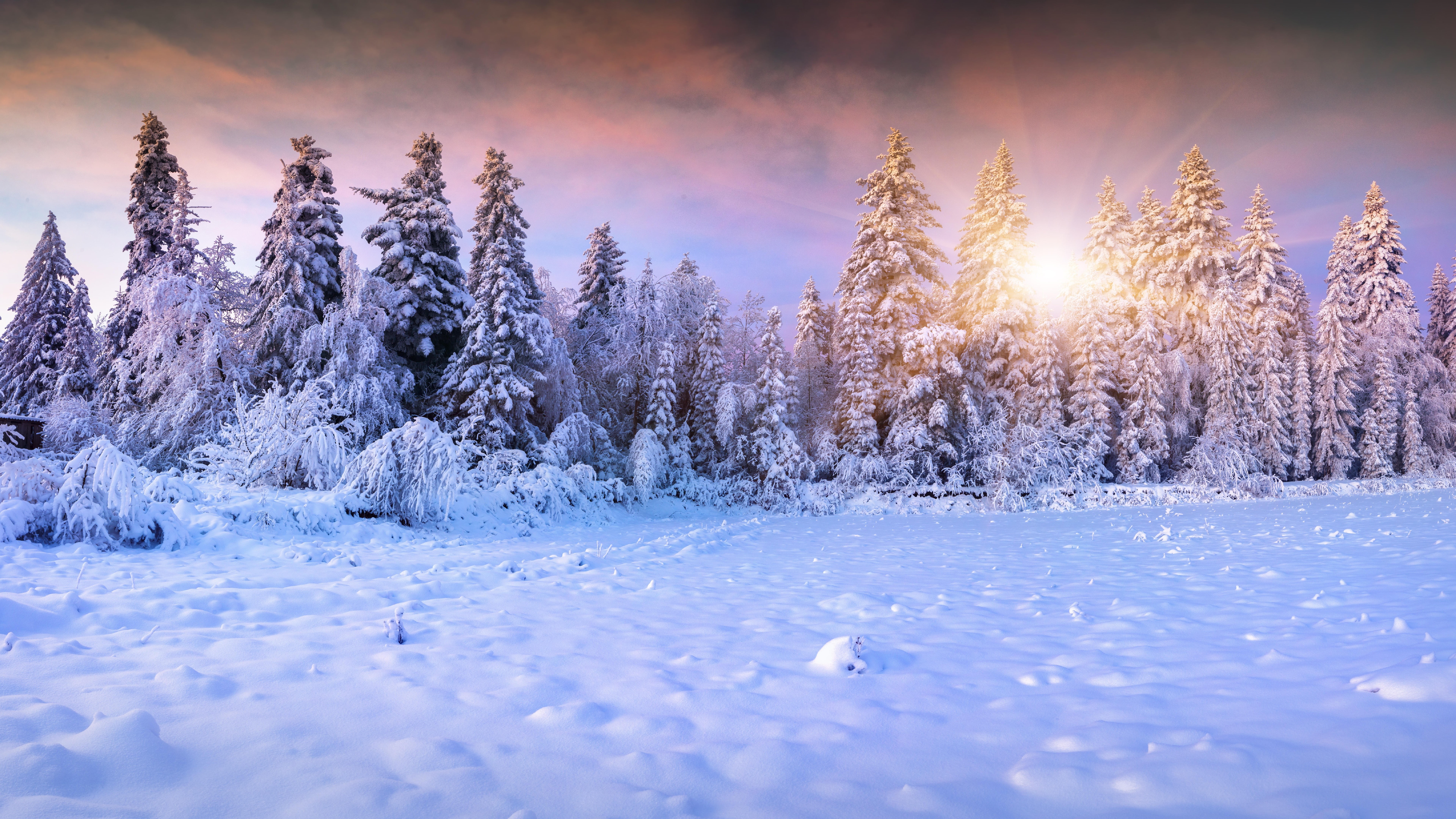 winter forest, forest, freezing, sunlight, snowy, spruce, pine trees, conifer, fir, snow, low sun, frost, 8K, winter landscape, 8k uhd, winter, HD Wallpaper