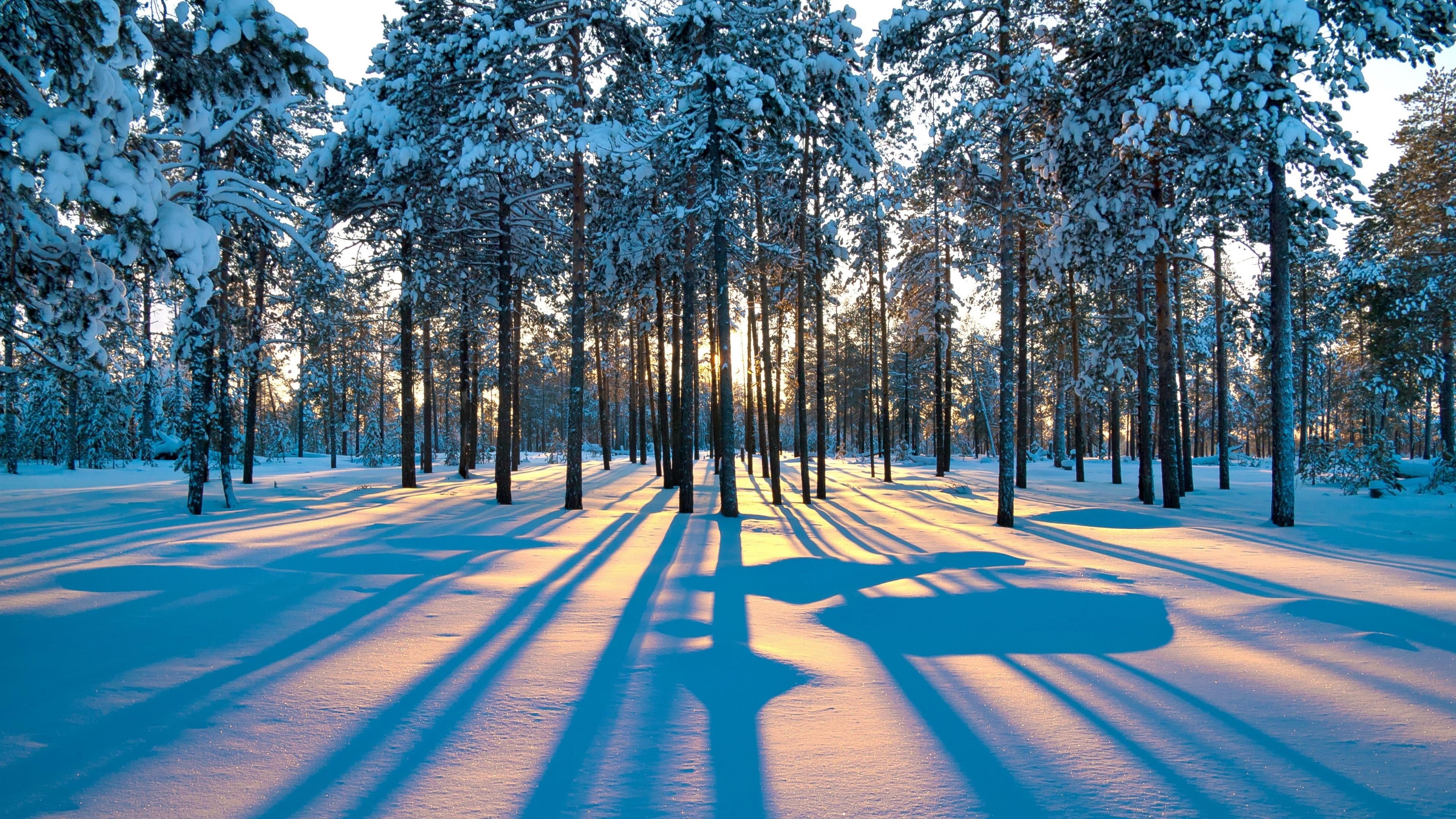 shadow, light, sky, cold temperature, woodland, beauty in nature, landscape, nature, forest, frost, morning, sunlight, tree, pine forest, snow, plant, no people, HD Wallpaper