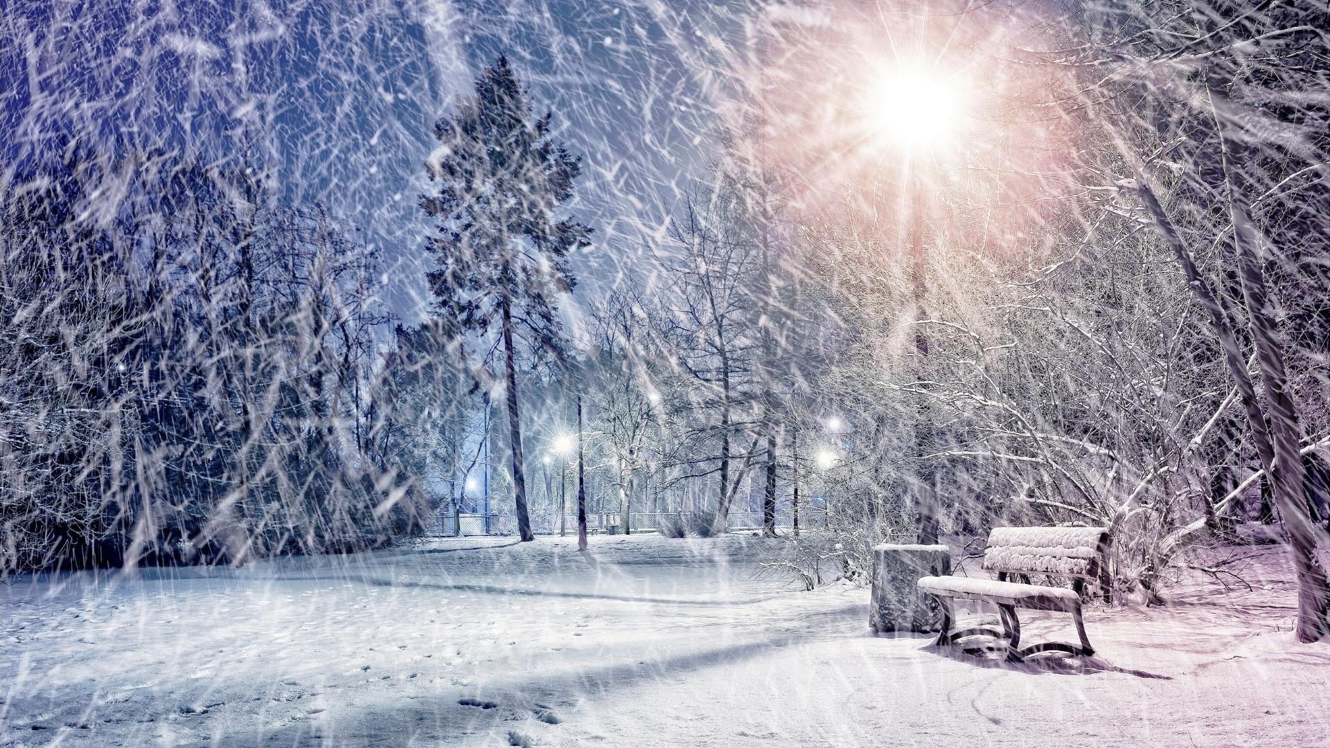 bench, winter, nature, fir, white color, park bench, scenics - nature, no people, frost, branch, freezing, frozen, blizzard, seat, beauty in nature, snow, HD Wallpaper