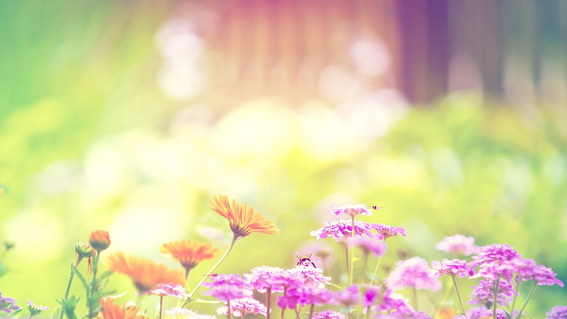 softness, leaf, outdoors, colorful, fragility, pollen, pattern, yellow, color, day, nature, beauty in nature, close-up, inflorescence, flower head, flora, HD Wallpaper