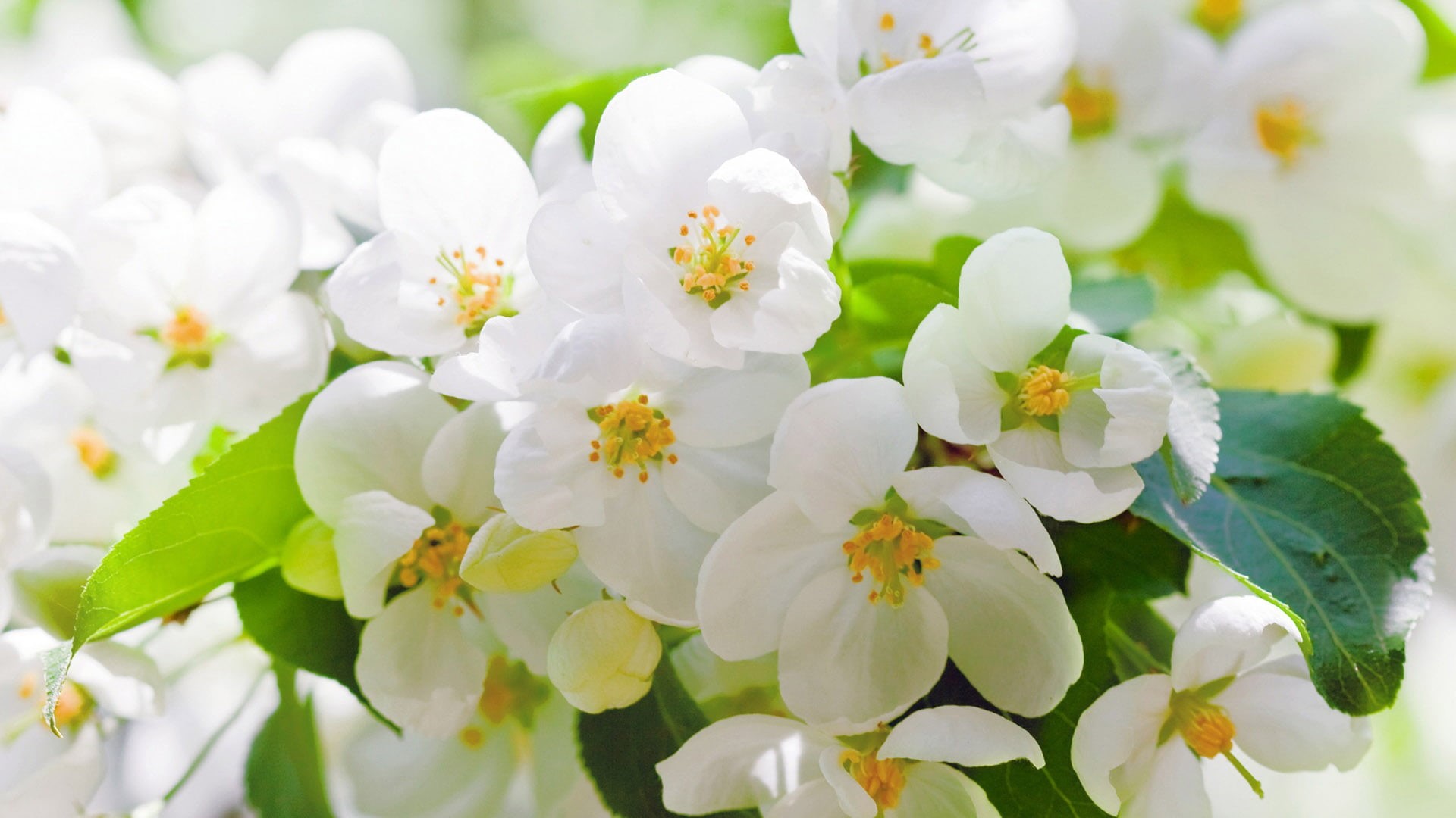 pollen, growth, closeup, blooming, design, day, celebration, outdoors, white color, garden, no people, floral, color, nature, flower, stem, pink, natural, HD Wallpaper