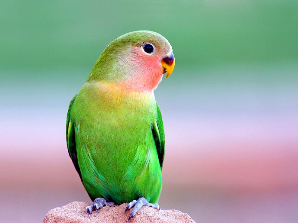 animals, art, colors, 480P, beautiful, birds, PARROT, hd, picture, HD Wallpaper