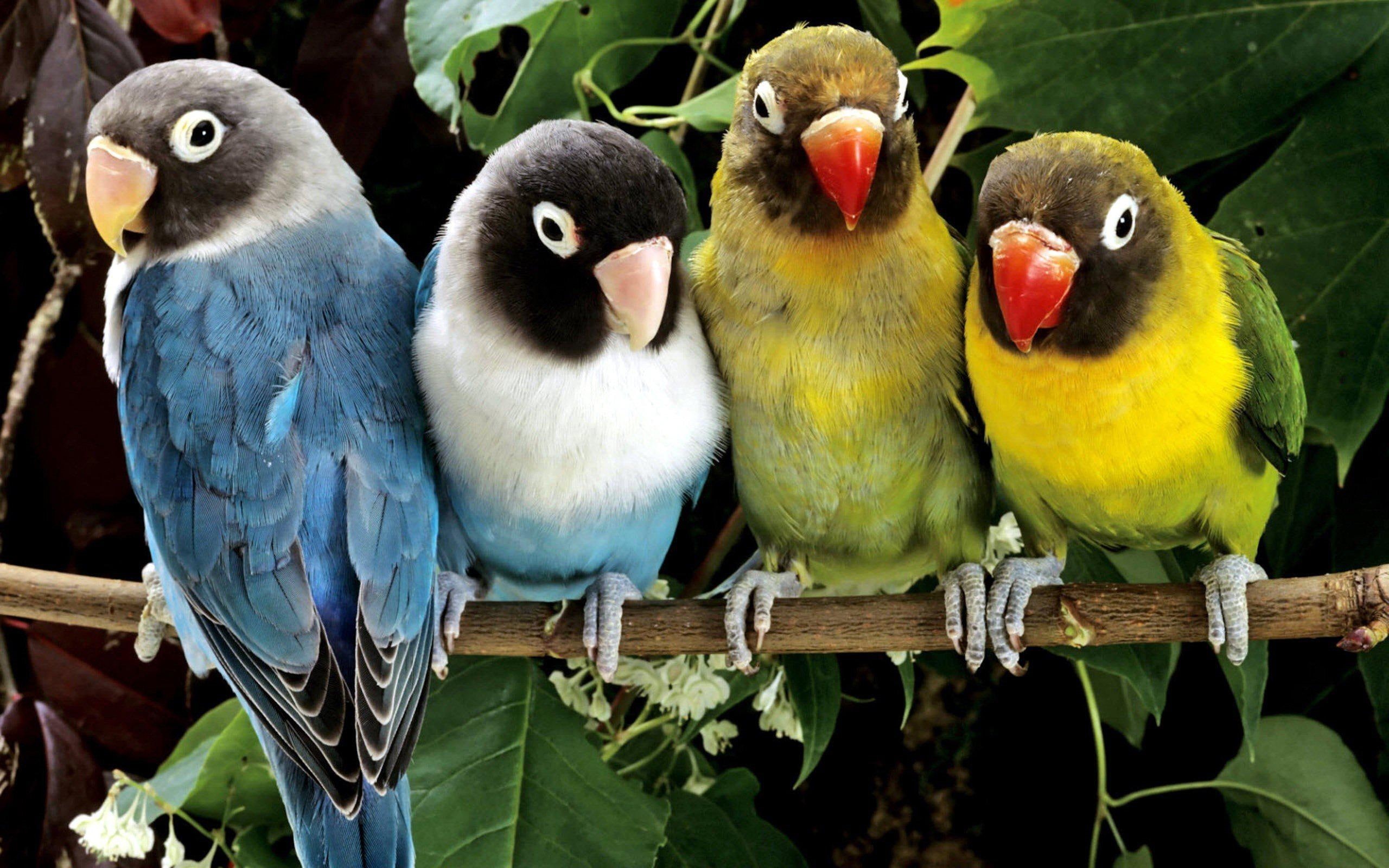 magazine, love, parrots, 2K, bird, animals, birds, HD Wallpaper