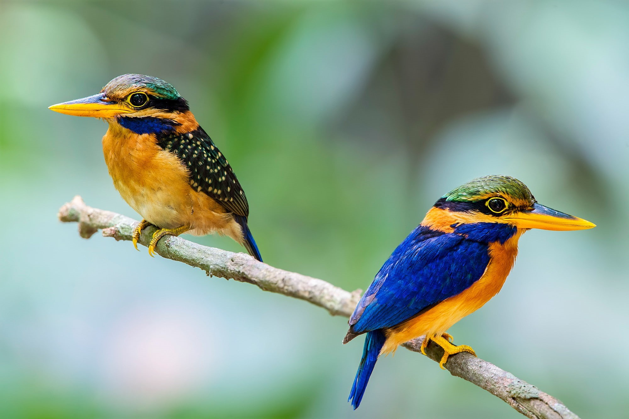 black, blue, feathers, birds, branch, couple, Bird, kingfisher, tail, 1080P, yellow, beak, HD Wallpaper