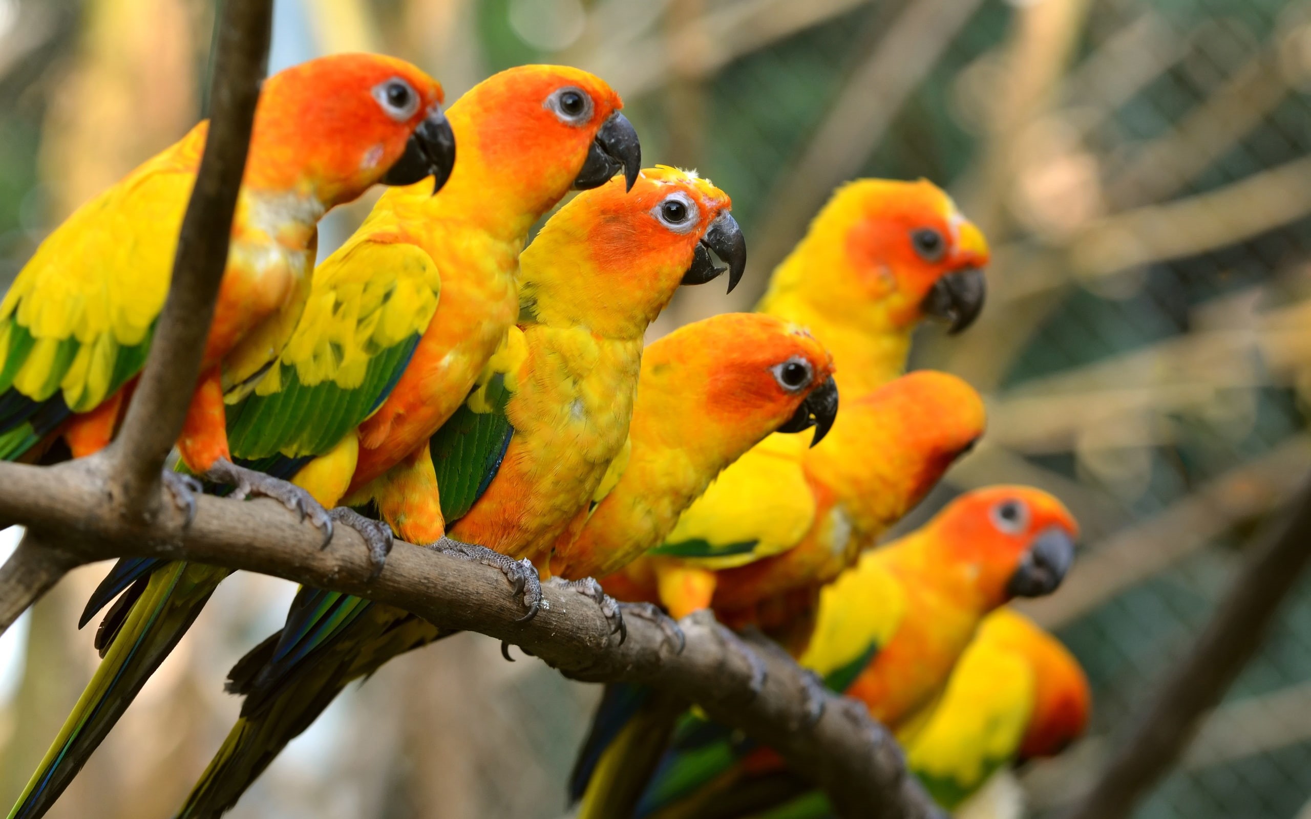 Beautiful, Birds, Yellow, Parrots, 2K, HD Wallpaper