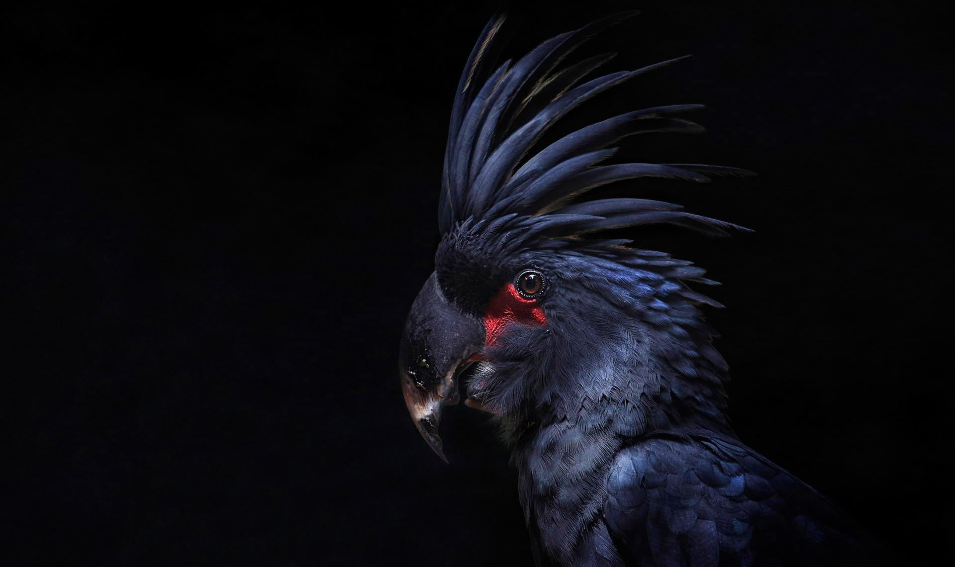 animals in the wild, beauty in nature, 1080P, close-up, animal body part, black background, indoors, animals, vertebrate, bird, black color, animal head, HD Wallpaper