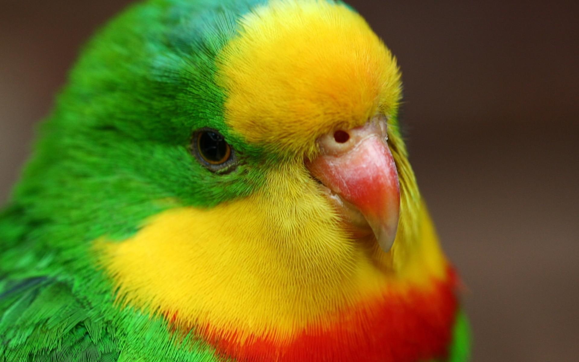 bird, animals, yellow, parrots, red, close, 1080P, gallery, green, birds, HD Wallpaper