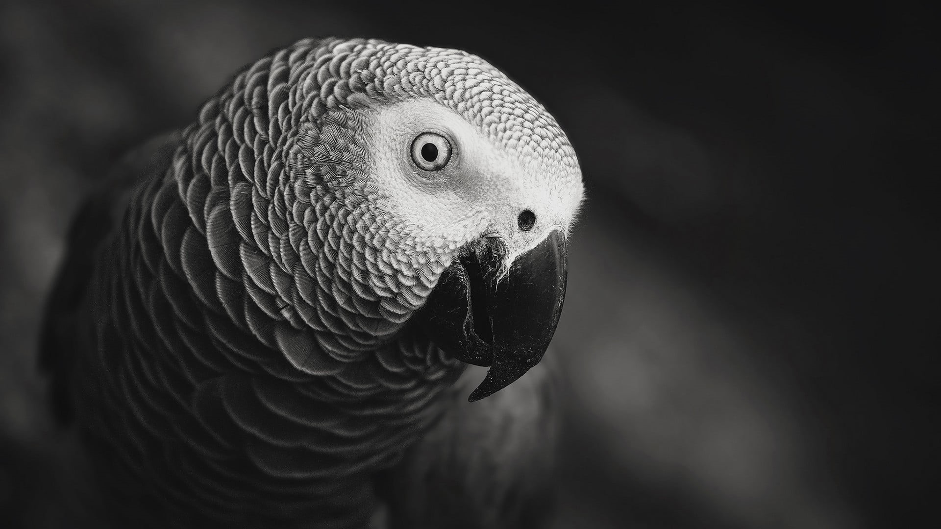 monochrome, birds, portrait, animal wildlife, indoors, looking, wildlife, bird, animals In The Wild, animal, macro, black background, feather, beak, animals, HD Wallpaper