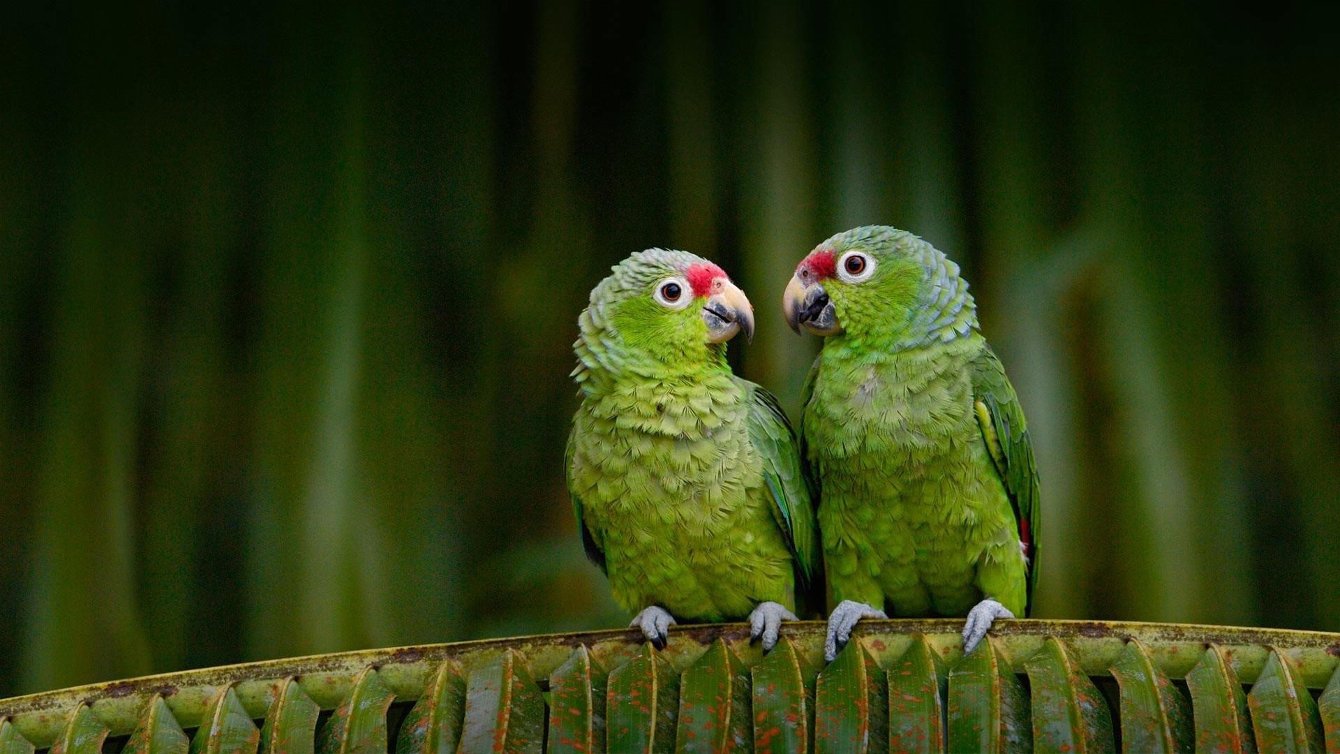 1080P, couple, bird, birds, parrot, parrots, cute, animals, HD Wallpaper