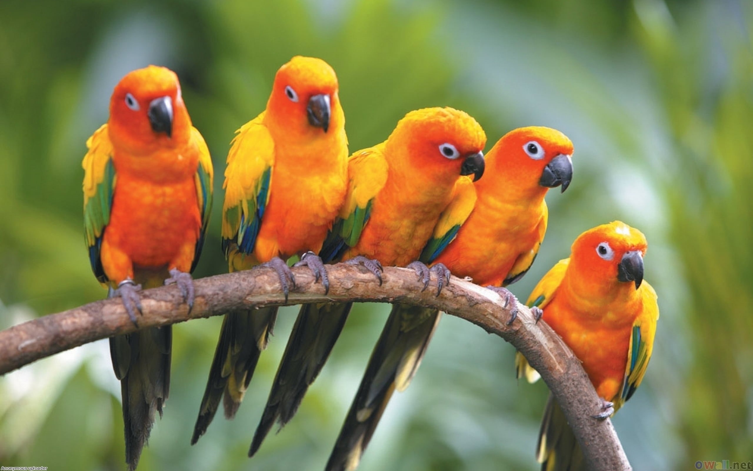 nature, perching, outdoors, parrots, vertebrate, bird, branch, day, animal wildlife, Animals, flock, conure, orange color, group of animals, sun, beauty in nature, HD Wallpaper