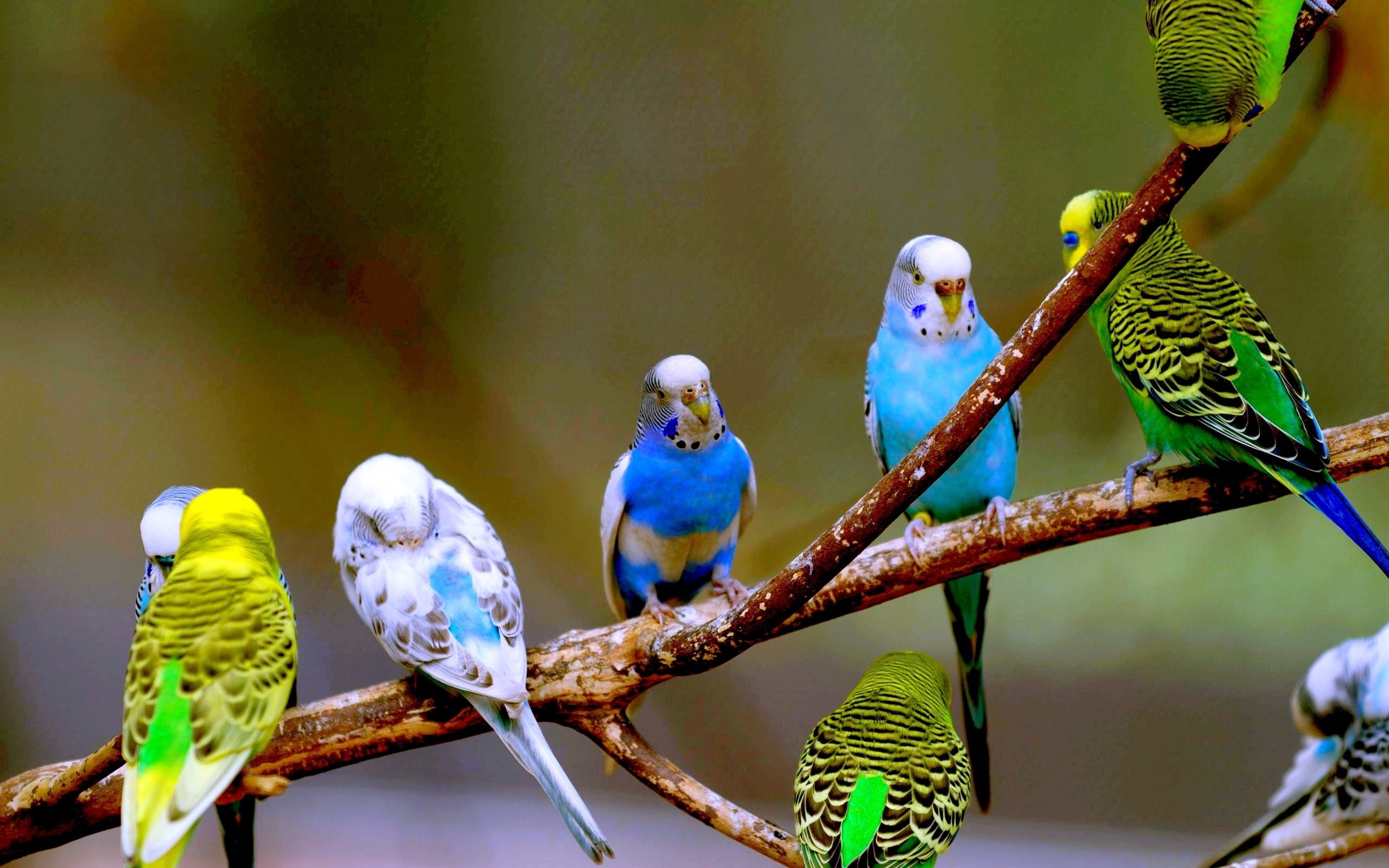 birds, macaw, flock, green Color, focus on foreground, parrot, animal Wing, animal themes, tree, animal wildlife, close-up, branch, colors, feather, day, HD Wallpaper