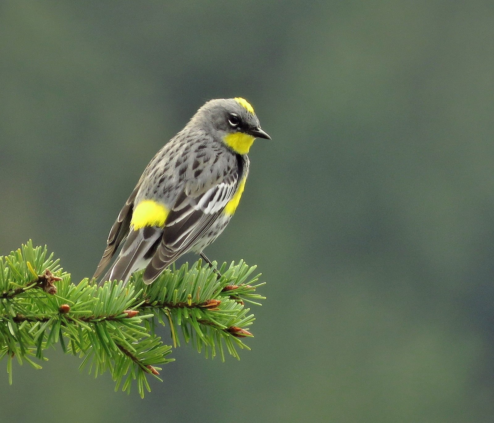 branch, bird Watching, animals In The Wild, wildlife, throated, yellow, bird, rumped, gray, warbler, nature, animal, 720P, beak, HD Wallpaper
