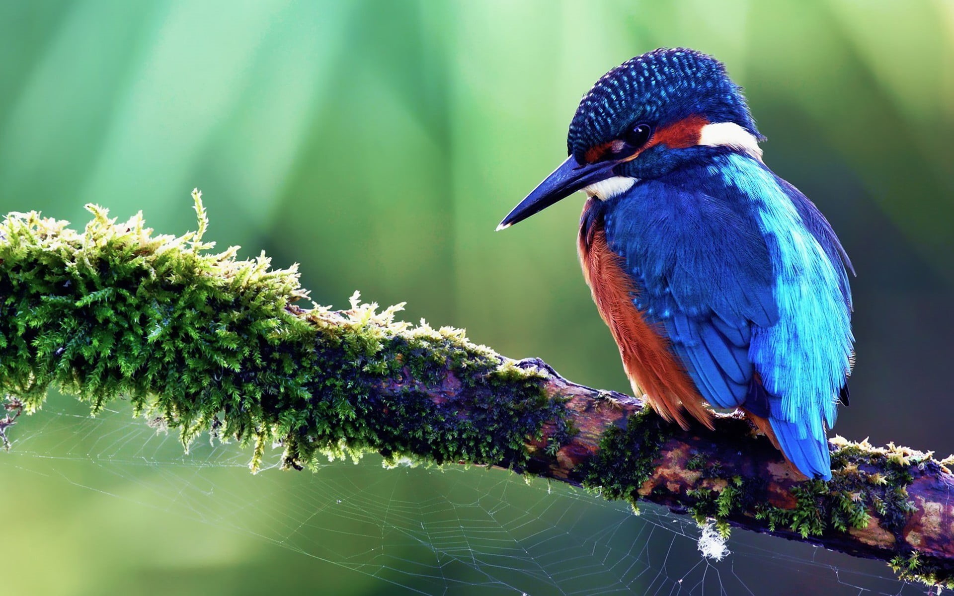 1080P, beak, kingfisher, animal themes, perching, no people, animal wildlife, branch, close-up, nature, outdoors, focus on foreground, one animal, vertebrate, HD Wallpaper