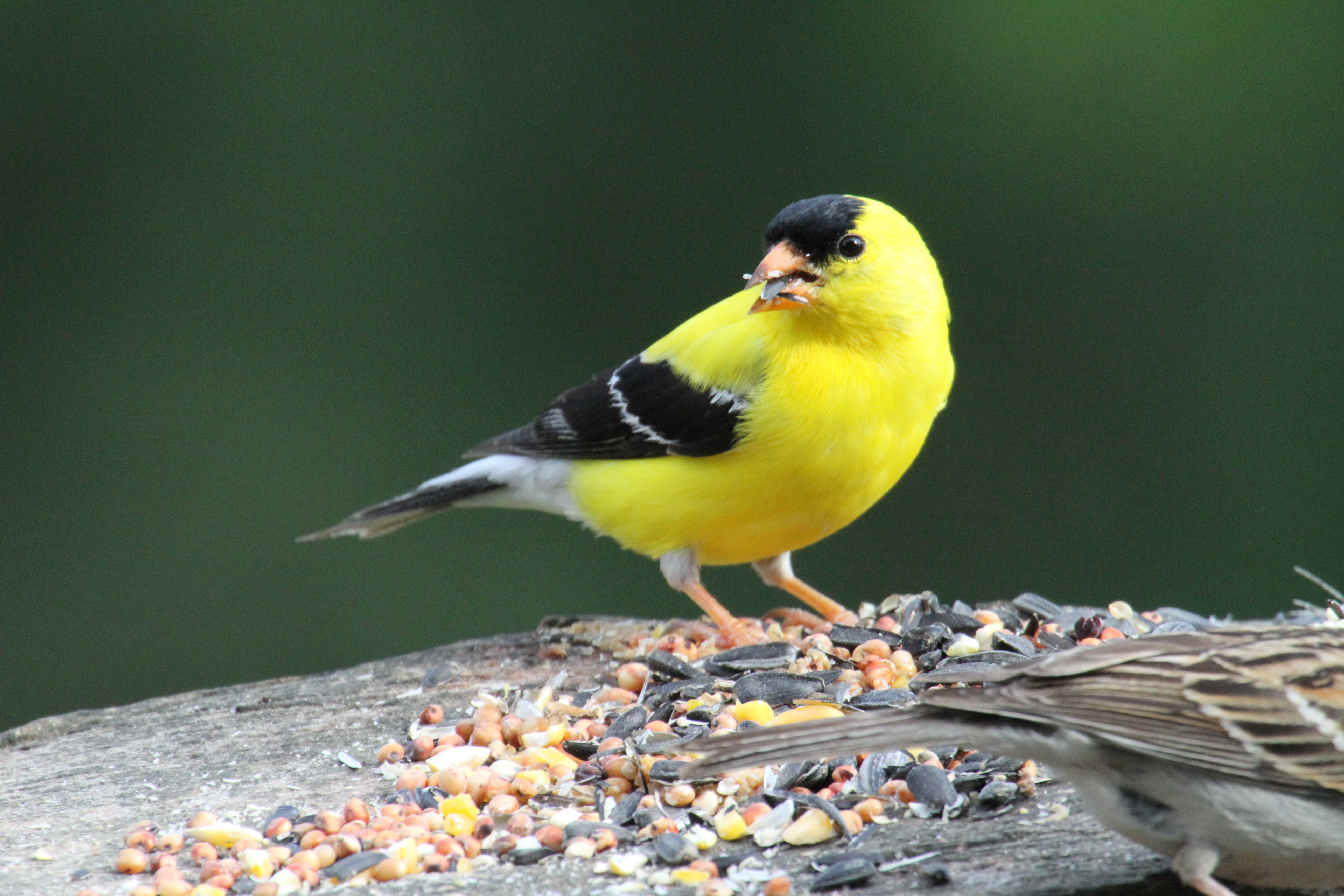 closeup, black bird, photography, North Carolina, Goldfinch, nature, yellow, wildlife, animal, 5K, beak, closeup photography, bird, black, Richmond County, HD Wallpaper