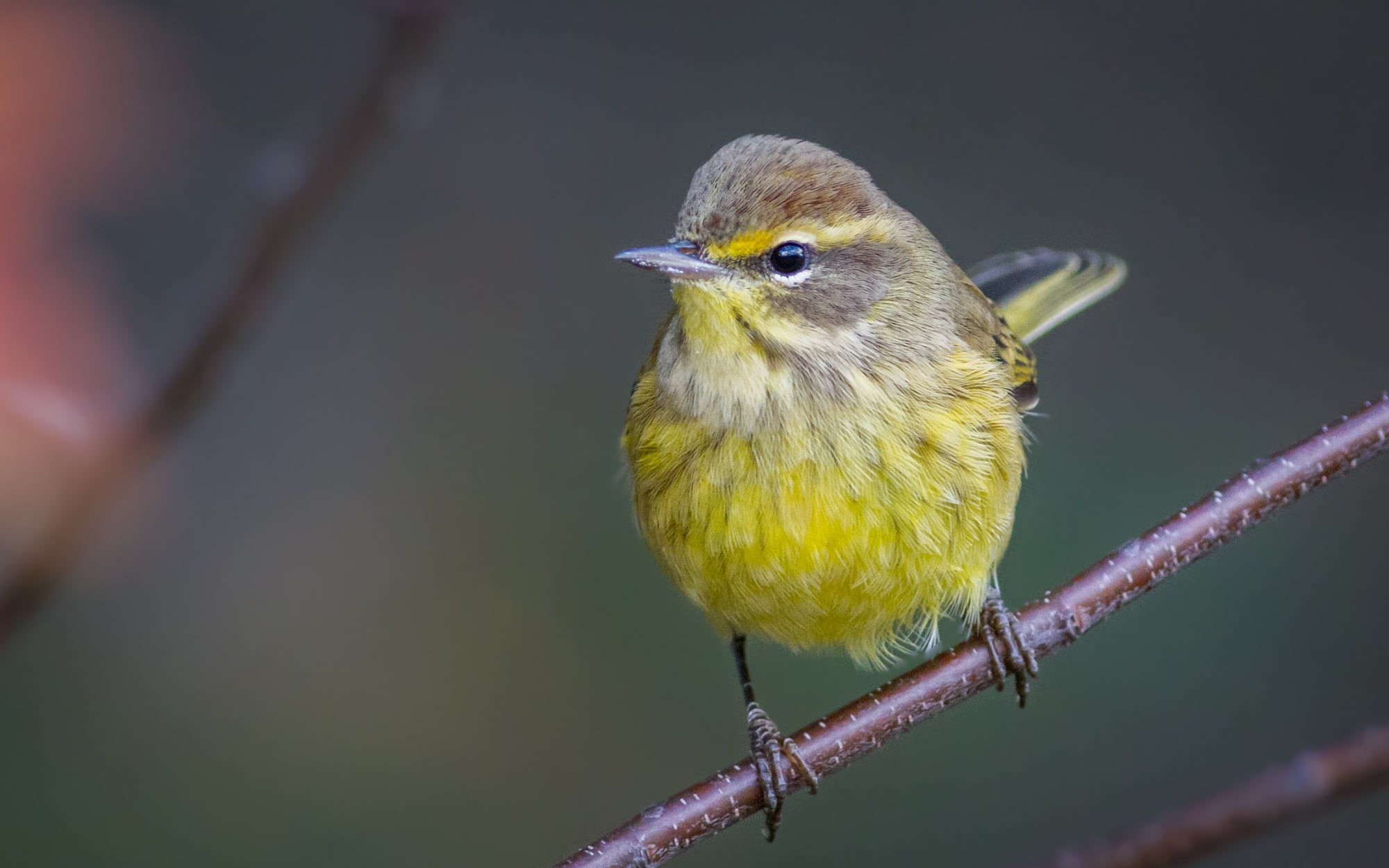 bird Watching, small, palm, outdoors, wildlife, close-up, yellow, animal, feather, warbler, 1080P, nature, branch, beak, bird, HD Wallpaper