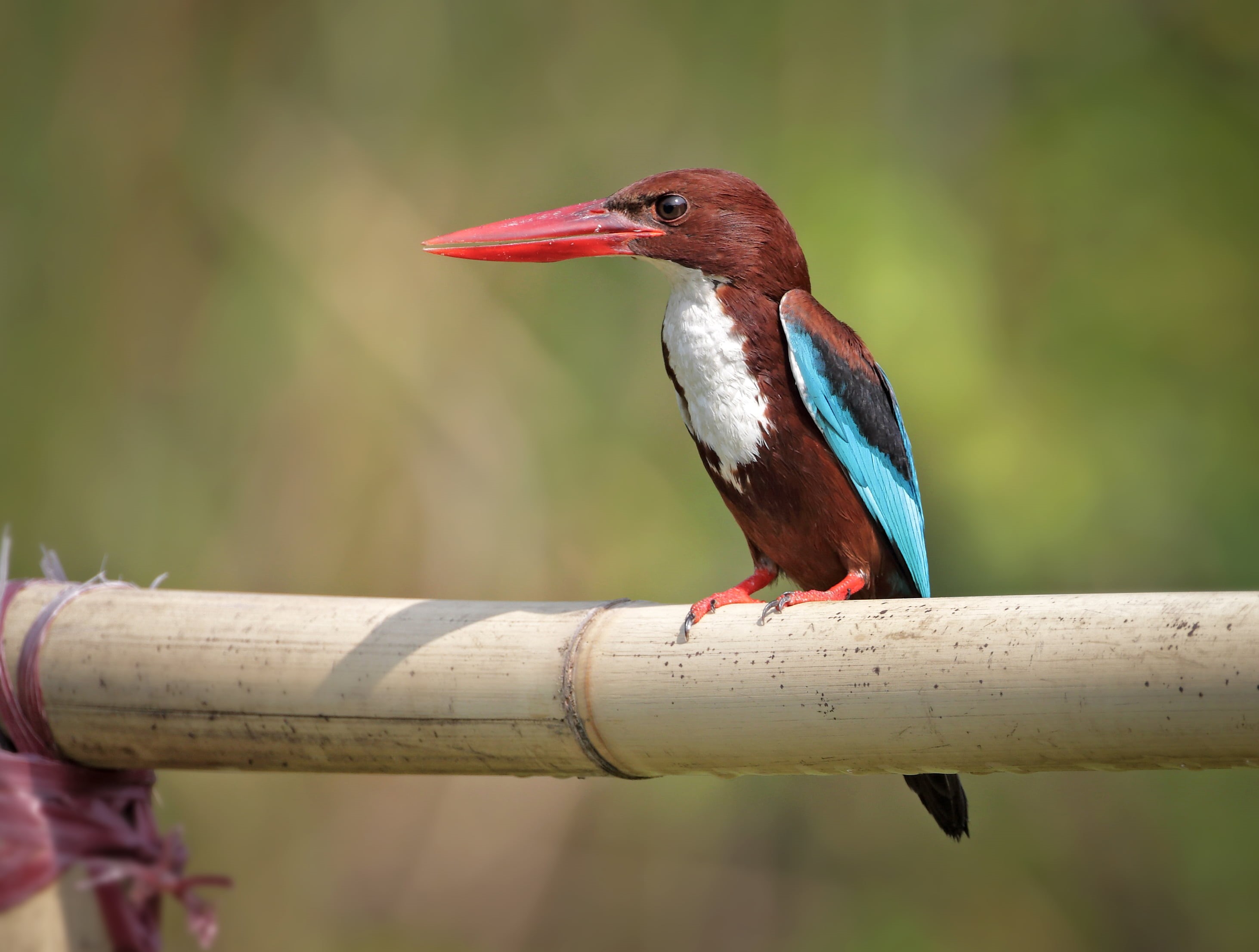photography, outdoors, kingfisher, blue, wildlife_photography, 2K, canon, chittagong, white -throated kingfisher, blue bird, beak, brown, birds, animal, HD Wallpaper