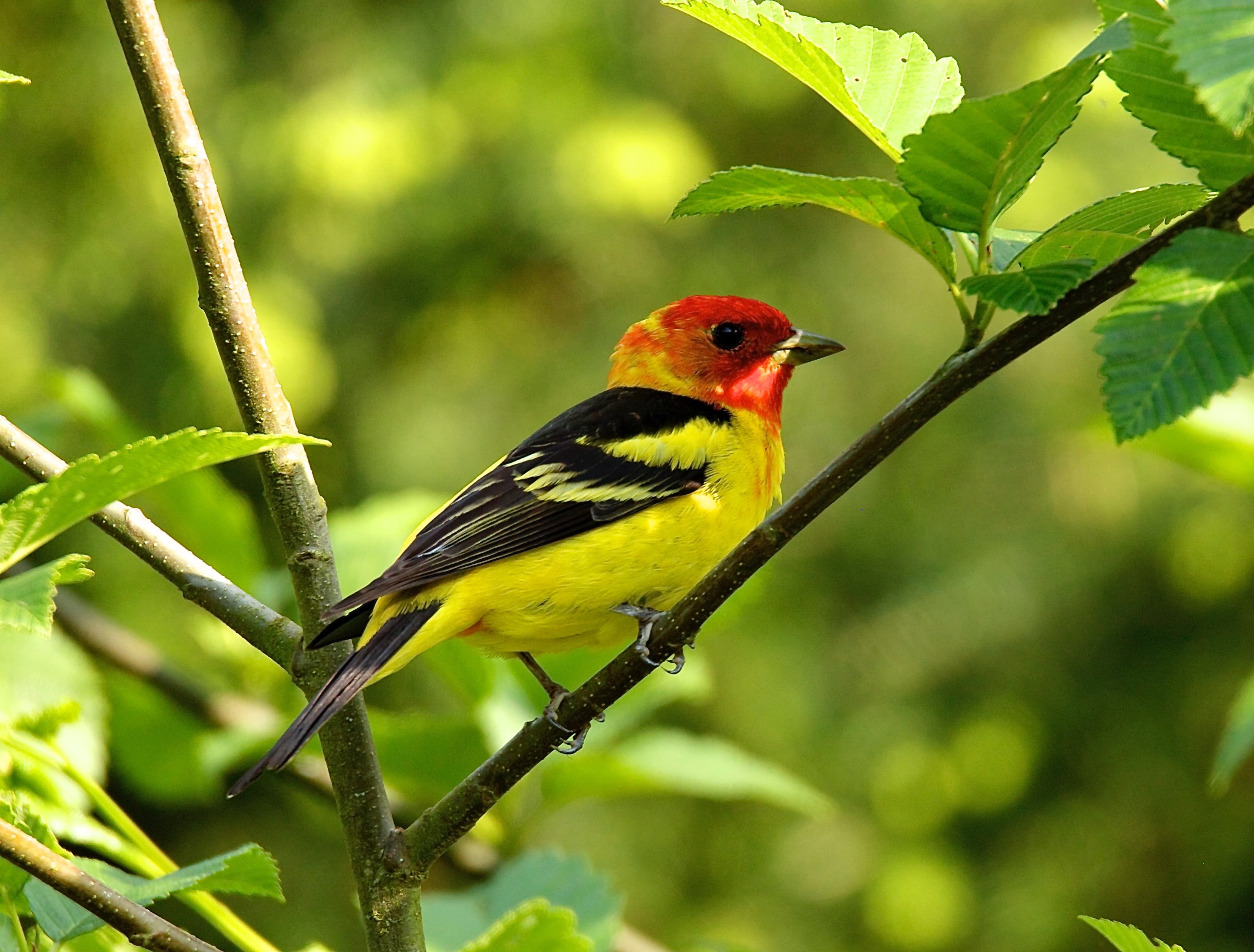 parakeet, animals In The Wild, tanager, black, nature, animal, beak, yellow, wildlife, bird, branch, western, red, 2K, HD Wallpaper