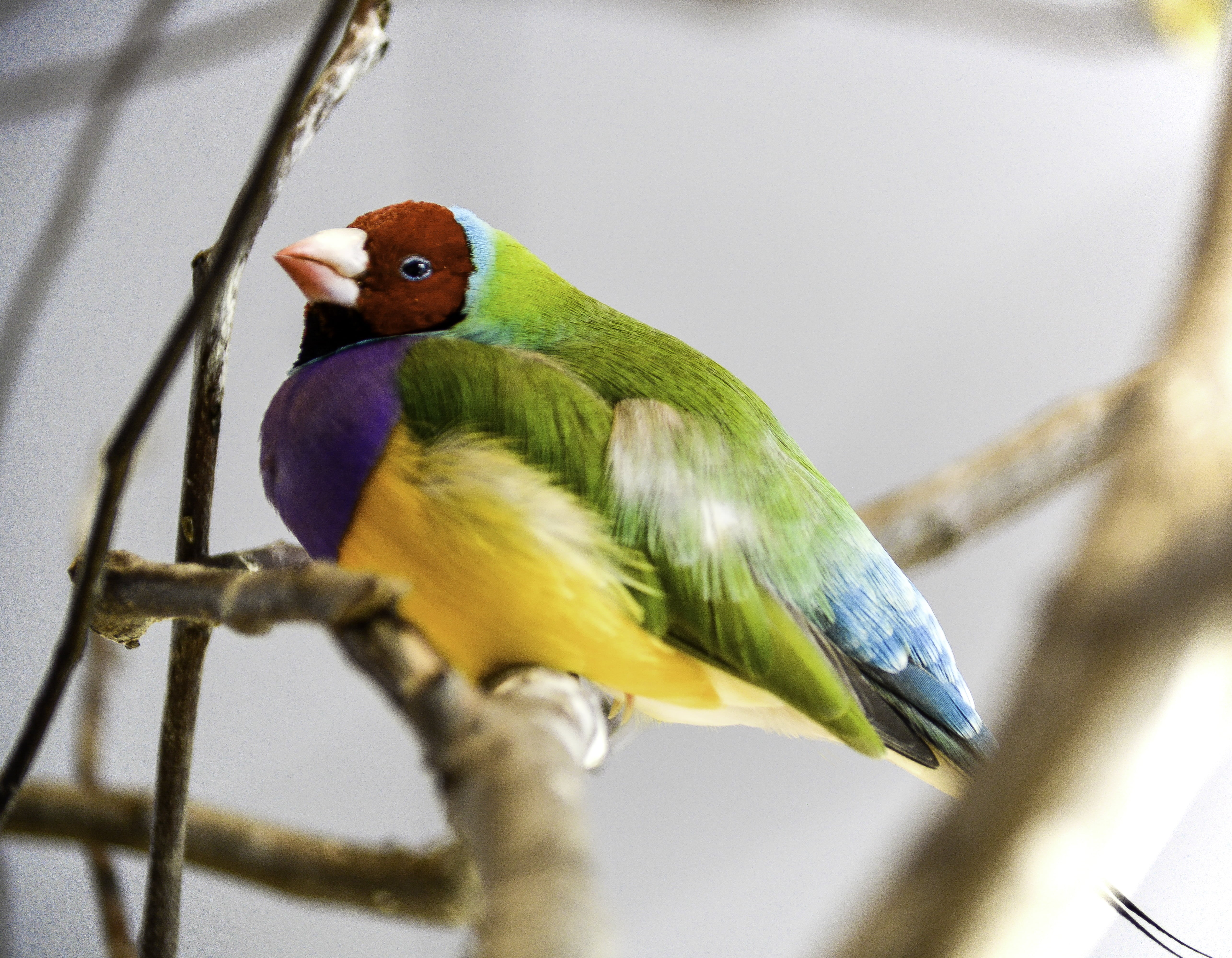 colorful, wildlife, yellow, perching, animal, Finch, blue, feather, multi Colored, beak, close-up, twig, brown, parrot, Rainbow, nature, 5K, bird, HD Wallpaper