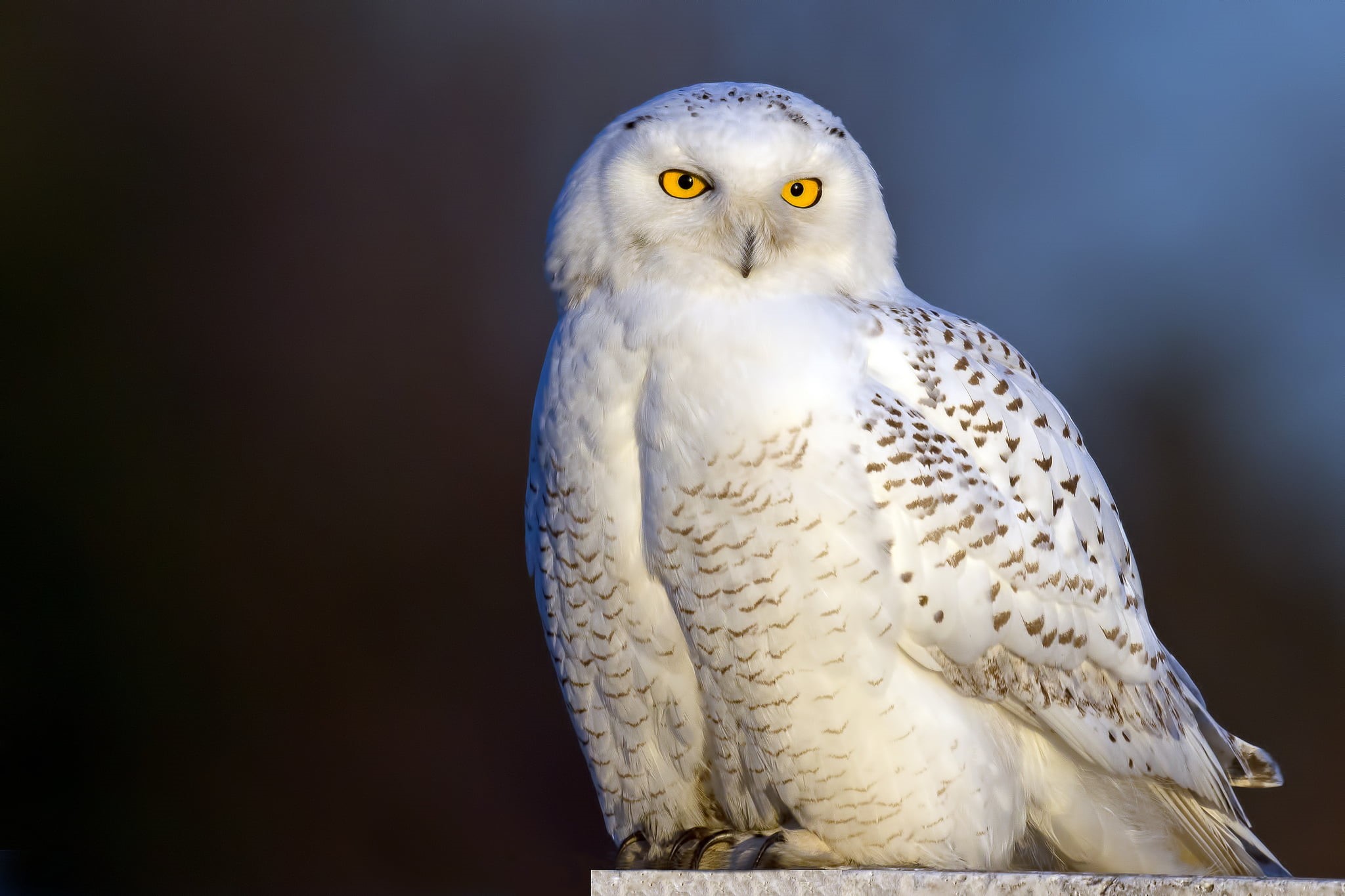 hawk - Bird, 1080P, carnivore, staring, animal Eye, snowy owl, black, animal wildlife, animal, beak, brown, animal Head, no people, beauty In Nature, animal Wing, HD Wallpaper