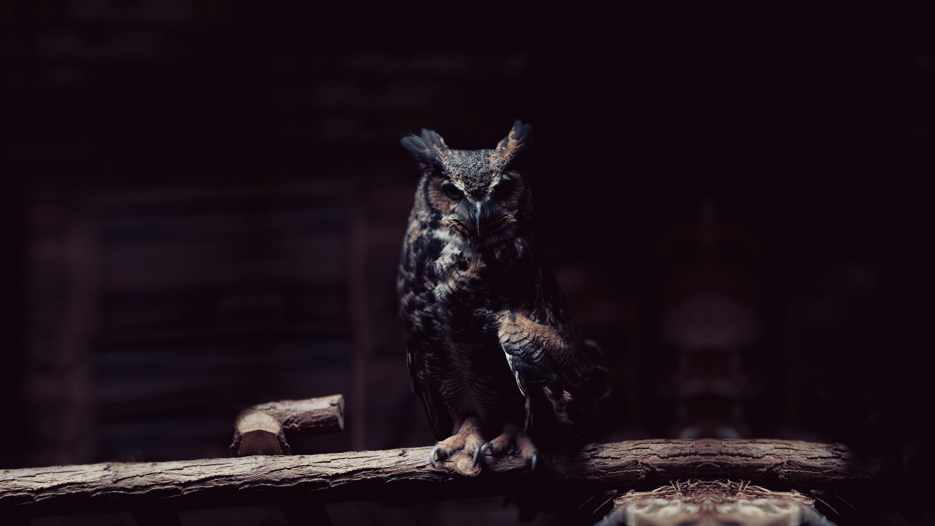 vertebrate, focus on foreground, danger, forest, domestic animals, animal wildlife, one animal, nature, herbivorous, wildlife, wood - material, fur, pets, HD Wallpaper