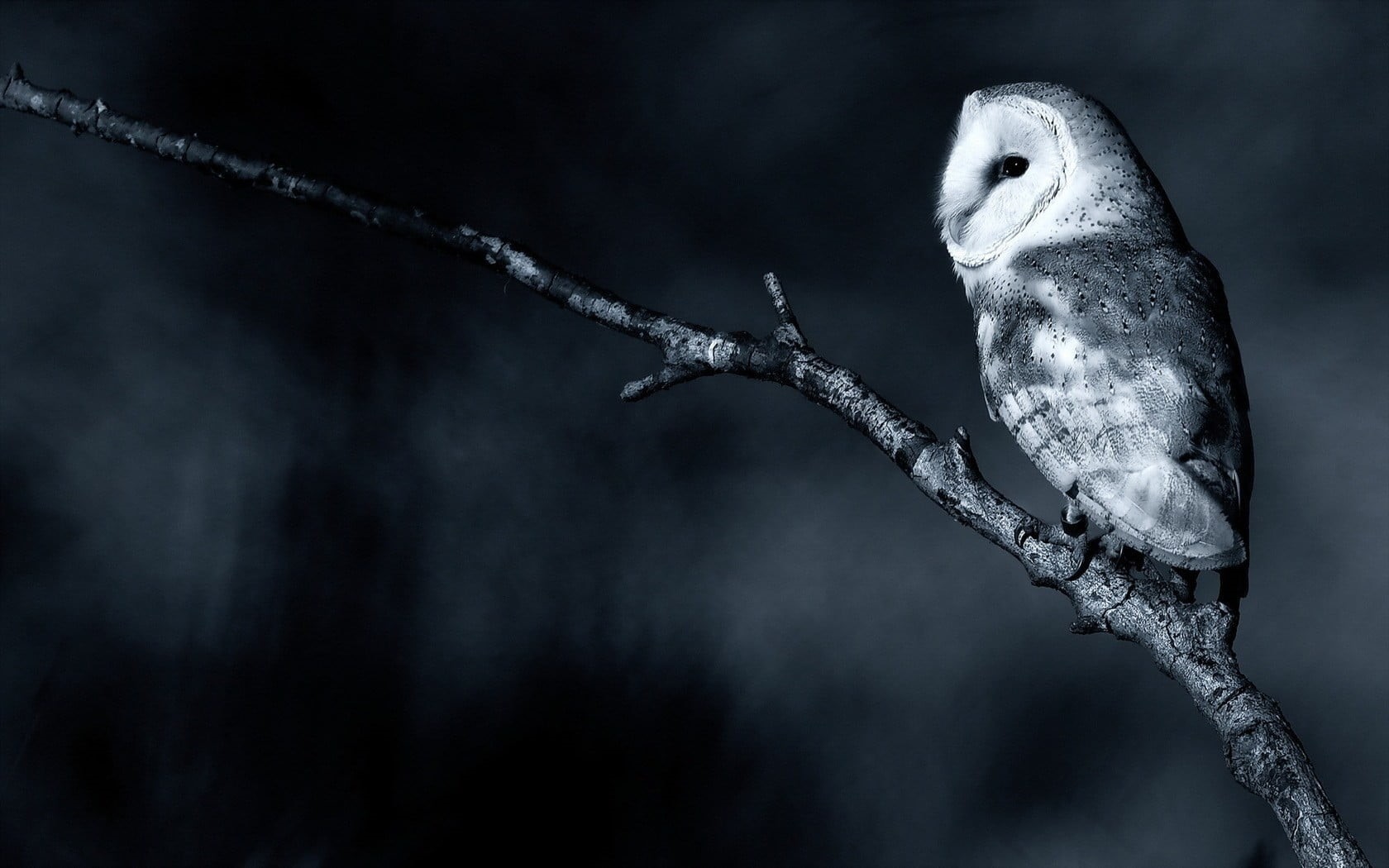 birds, tree, animals in the wild, outdoors, animal wildlife, selective focus, no people, close-up, monochrome, cold temperature, owl, bird, perching, perch, HD Wallpaper