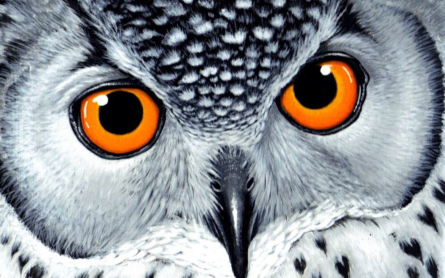 orange, animal themes, orange color, close-up, animals, owl, beak, birds, yellow eyes, 720P, black, extreme close-up, animal eye, white, animal wildlife, HD Wallpaper