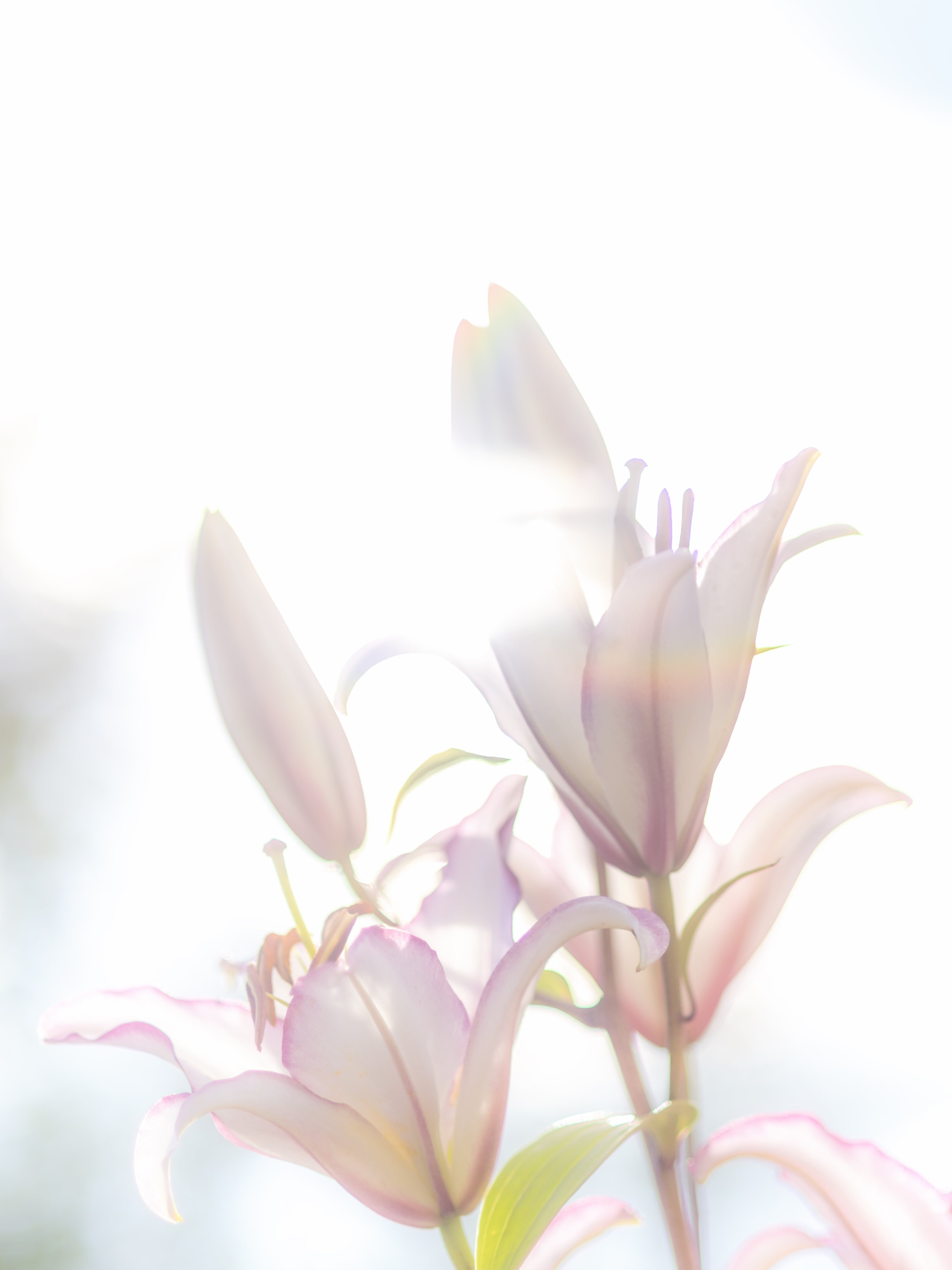 beauty In Nature, pink, flower Head, 4K, white, petal, lily, Oriental, nature, Lily  Flower, flower, pink Color, petaled, plant, Phone HD Wallpaper