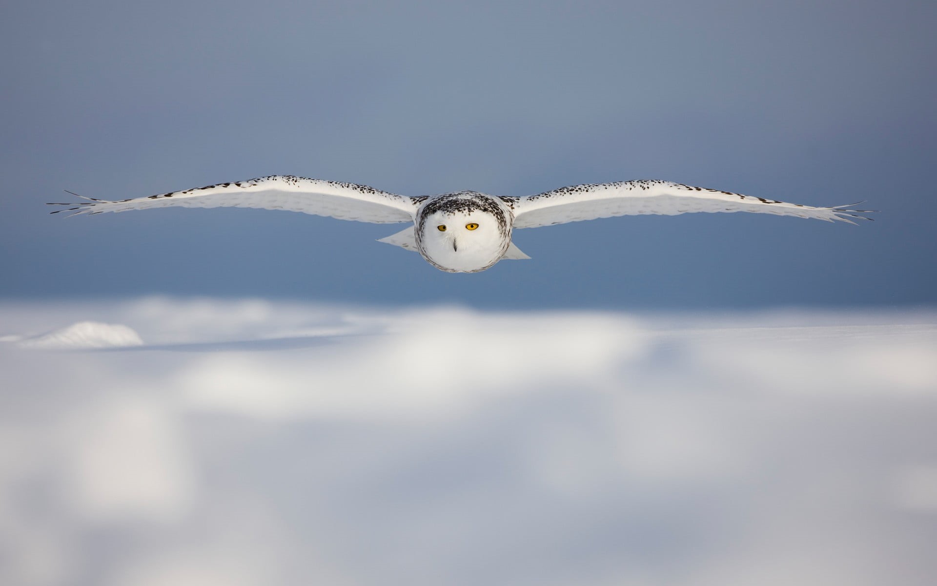 photography, eagle, white color, winter, day, seagull, mid-air, wildlife, no people, vertebrate, animal wildlife, snowy owl, nature, one animal, flying, HD Wallpaper