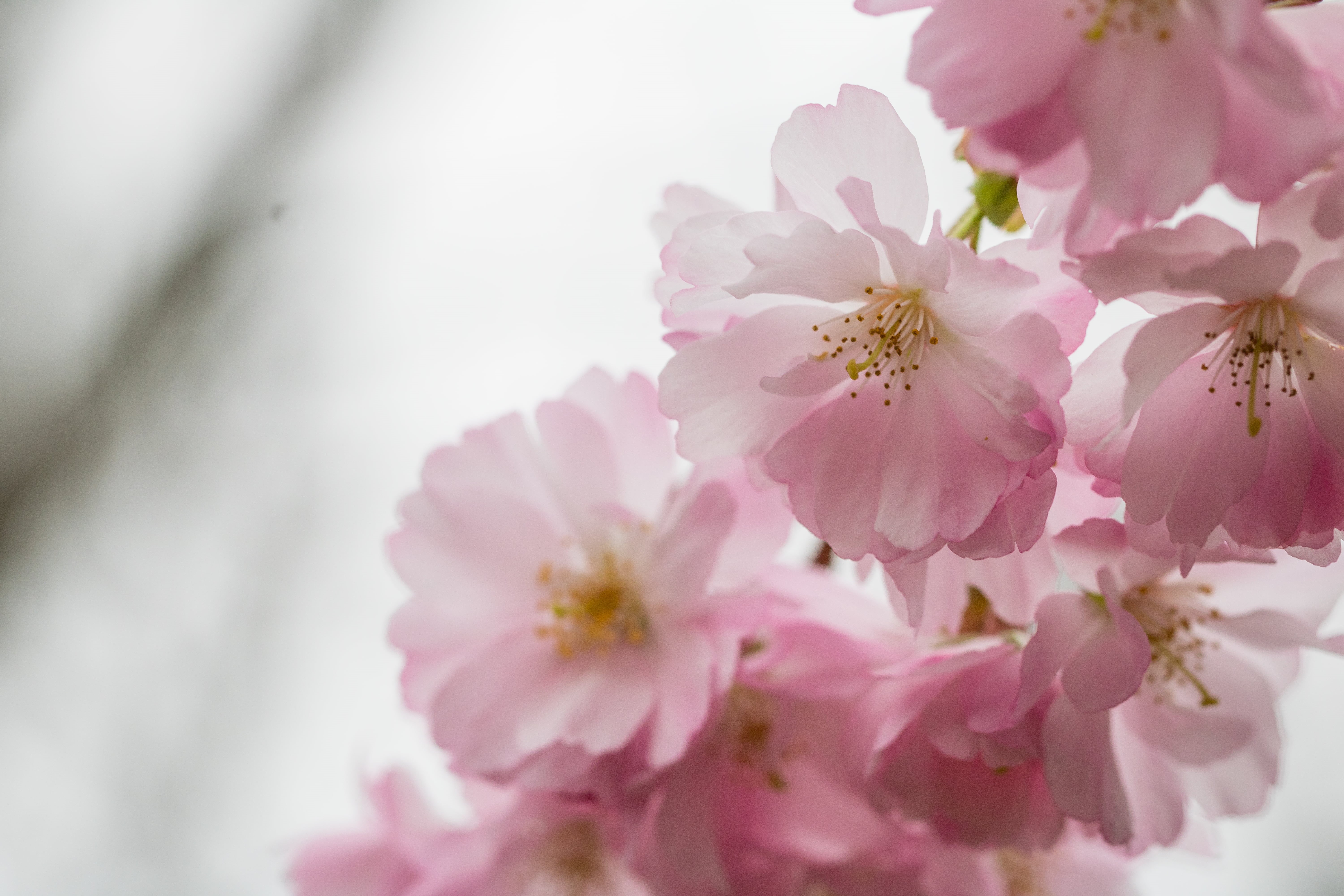 photography, petaled, Pink blossom, Alnarp, selective, spring, pink Color, springtime, nature, 5K, close-up, white, flower Head, pink, freshness, blom, HD Wallpaper