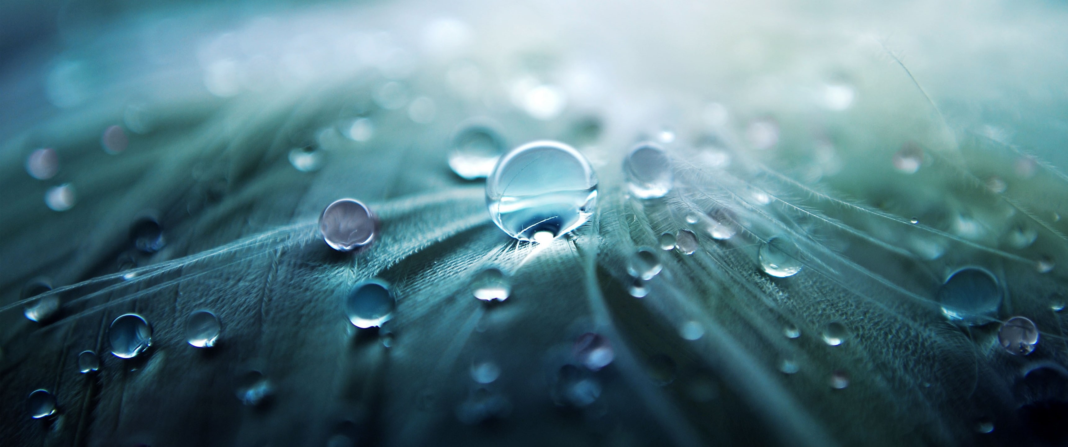 ultrawide, nature, landscape, macro, photography, 2K, HD Wallpaper