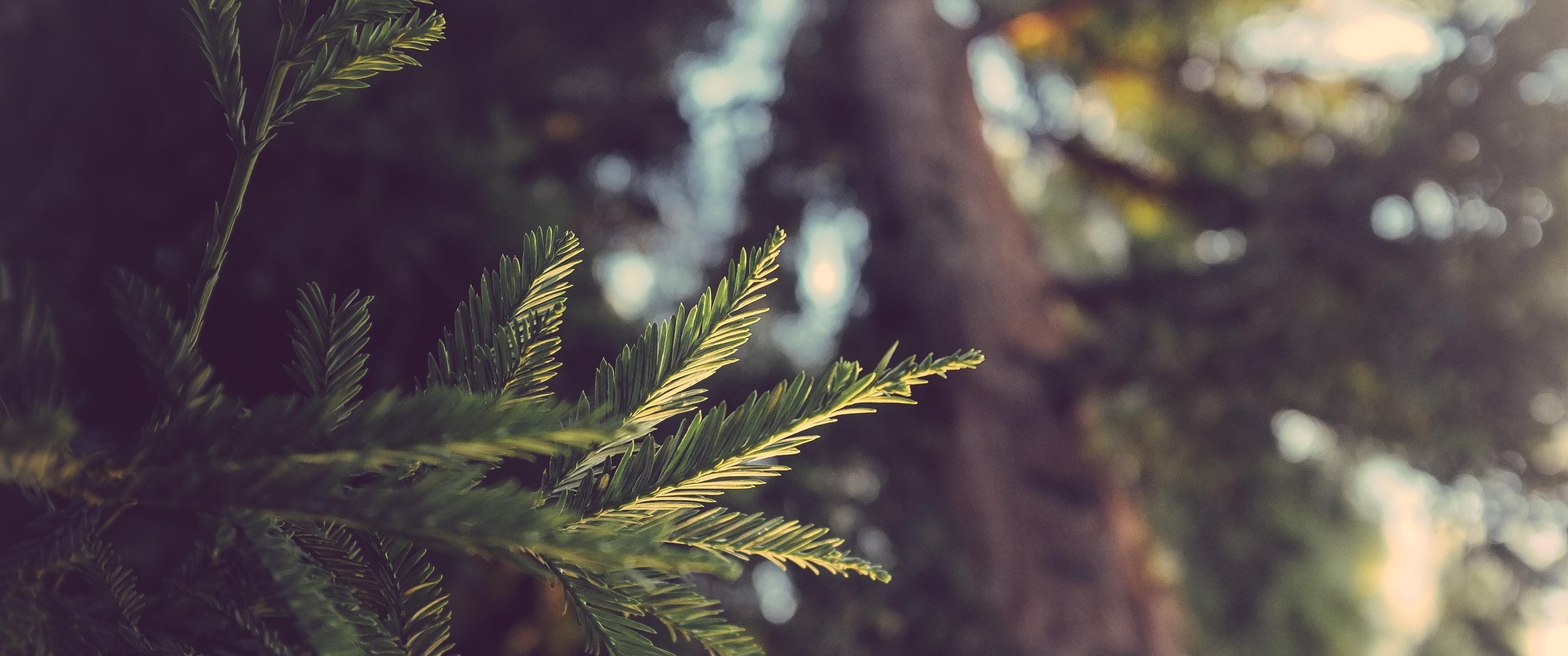 ultrawide landscape nature photography, 2K, HD Wallpaper
