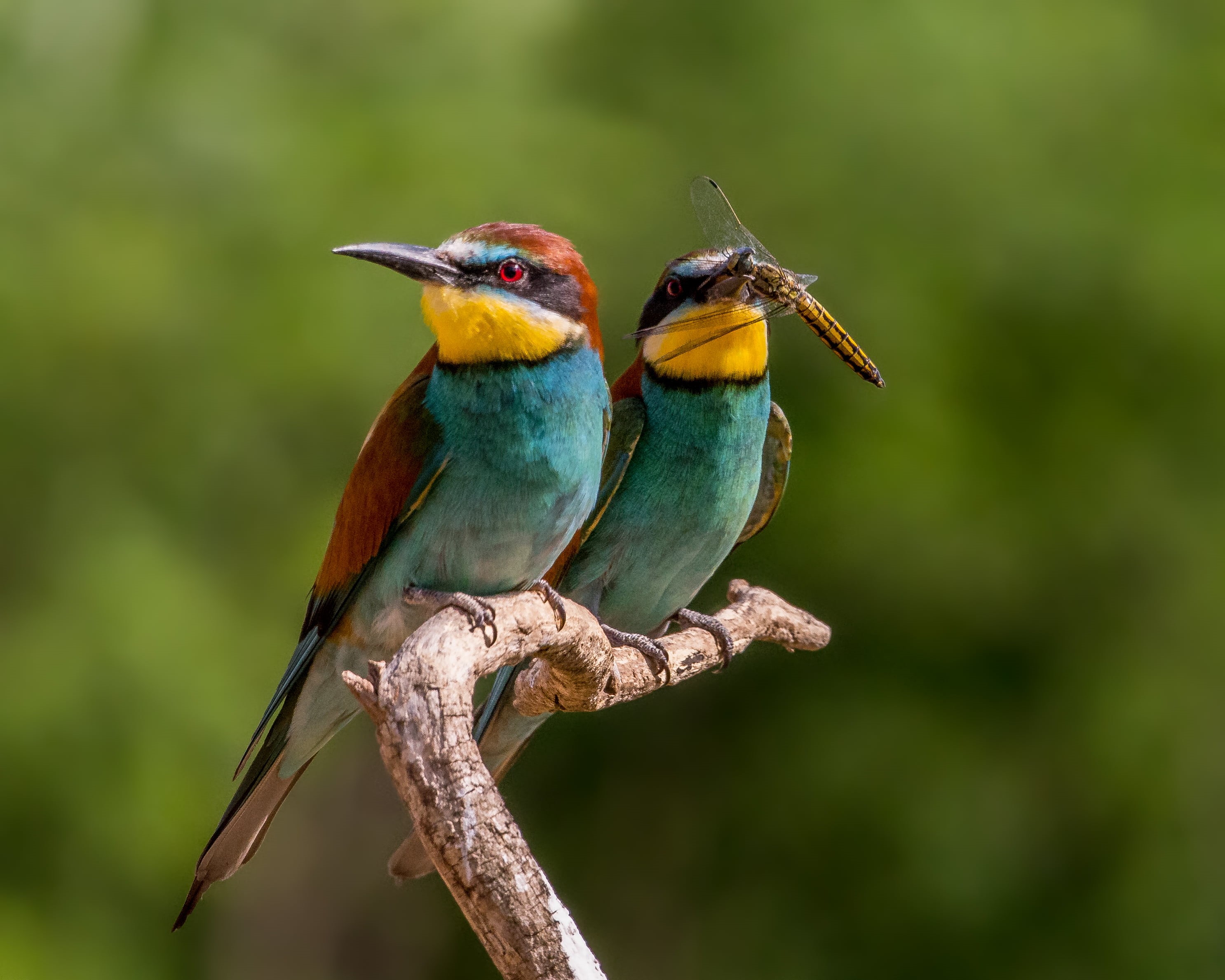 red, brown, two, animals In The Wild, multi Colored, bird, bee-Eater, tree, Bee-eaters, tree branch, looking at you, animal, birds, blue, focus, branch, HD Wallpaper