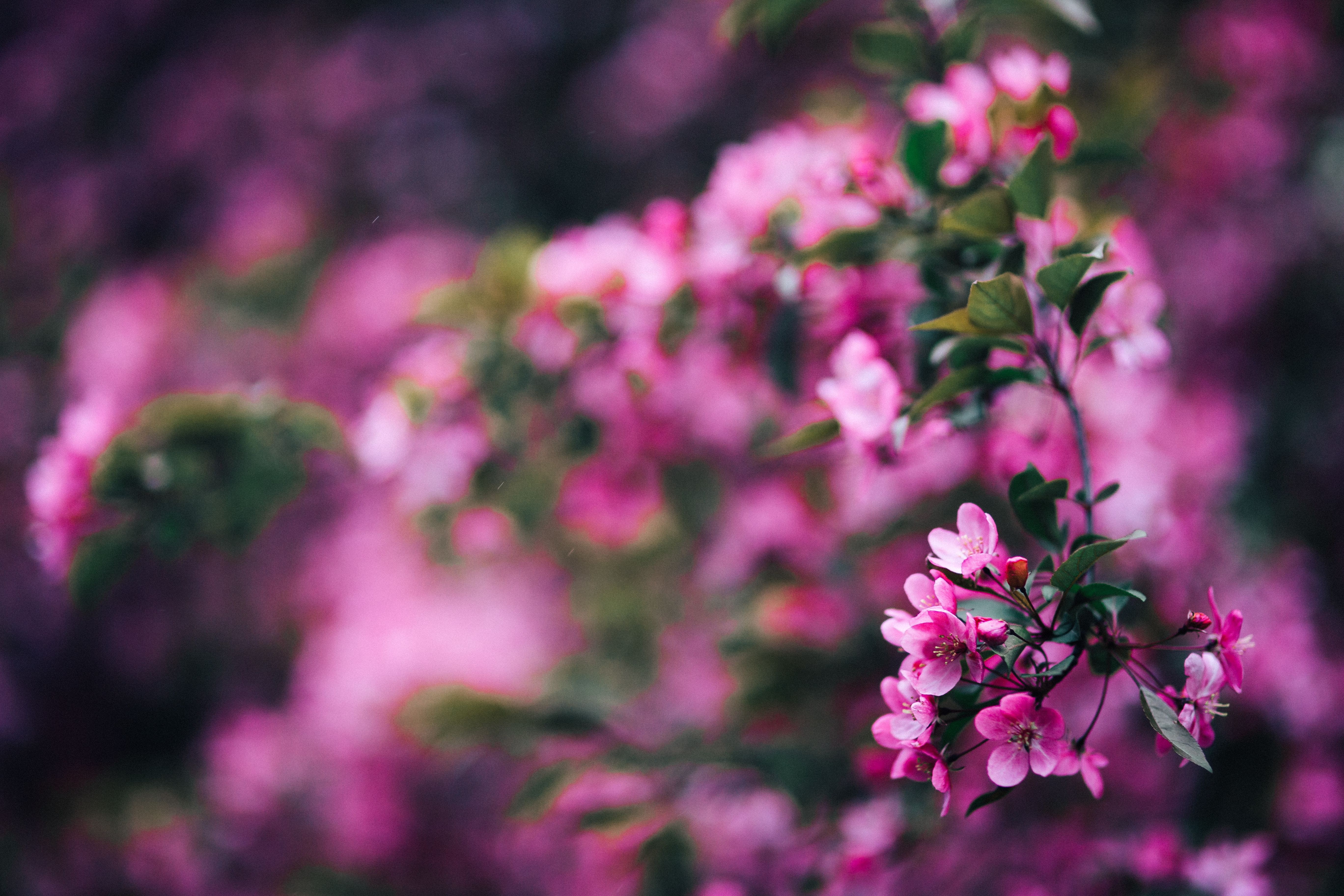 flowering plant, macro, blooming, flowers, springtime, color Image, cherry blossom, cherry tree, freshness, softness, 5K, summer, tree, defocused, inflorescence, HD Wallpaper