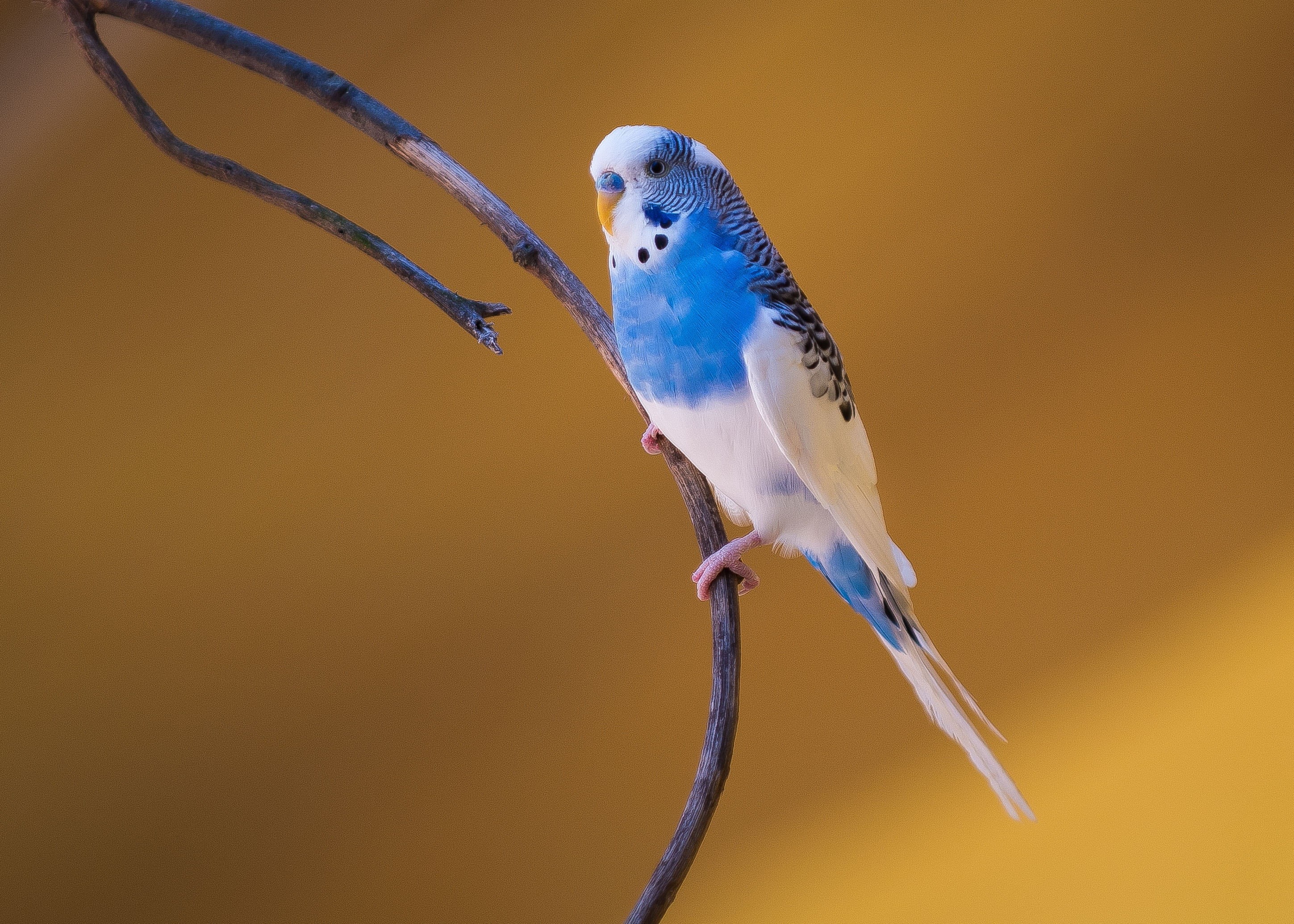 branch, animals in the wild, aviary, white, indoors, parrot, animal, nature, tree, wildlife, bird, one animal, perched, no people, photography, animal themes, HD Wallpaper