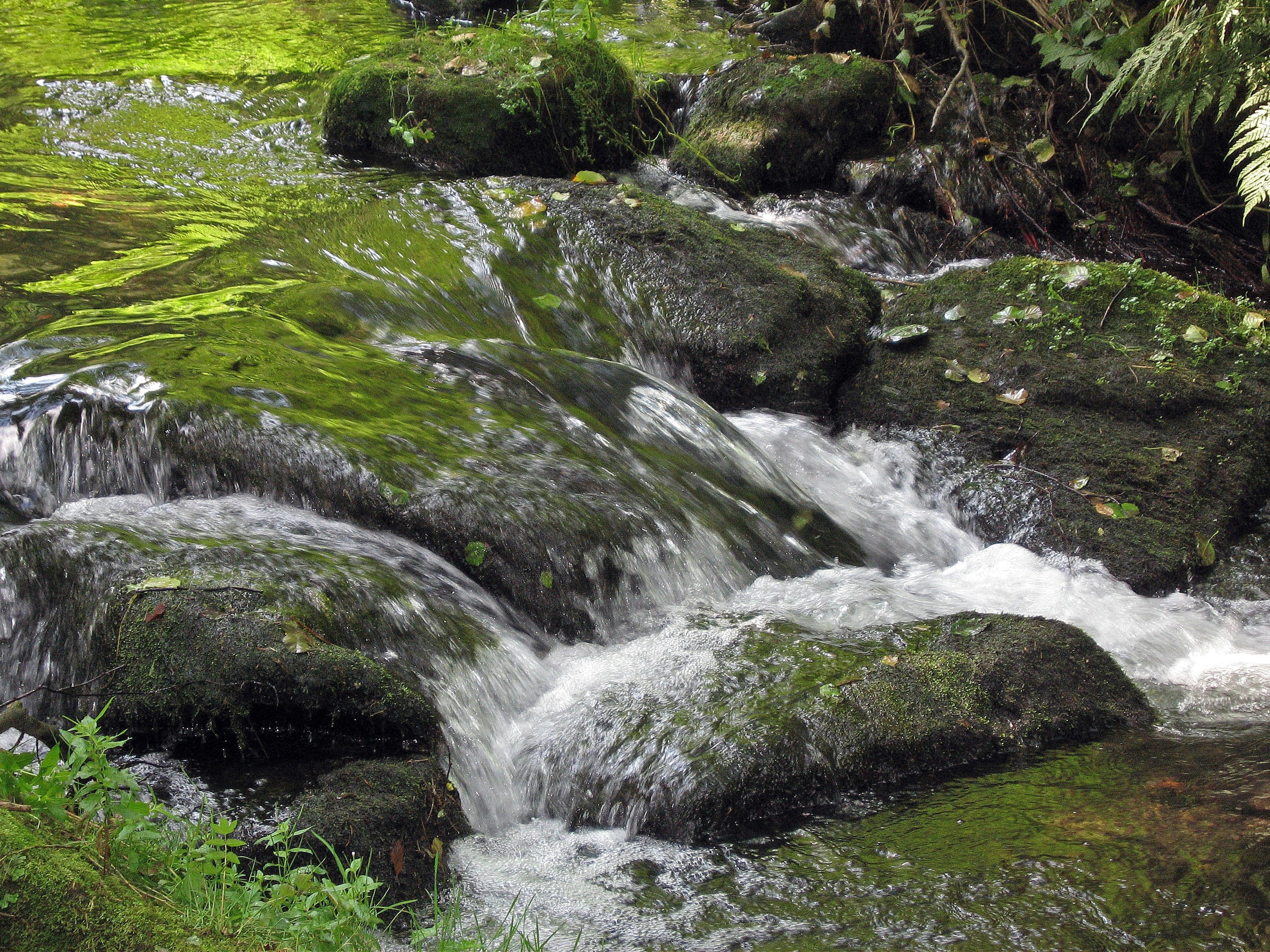 plant, black forest, rock, beauty in nature, growth, water, forest, land, motion, flowing, germany, atmosphere, outdoors, idyllic, nature, flowing water, HD Wallpaper