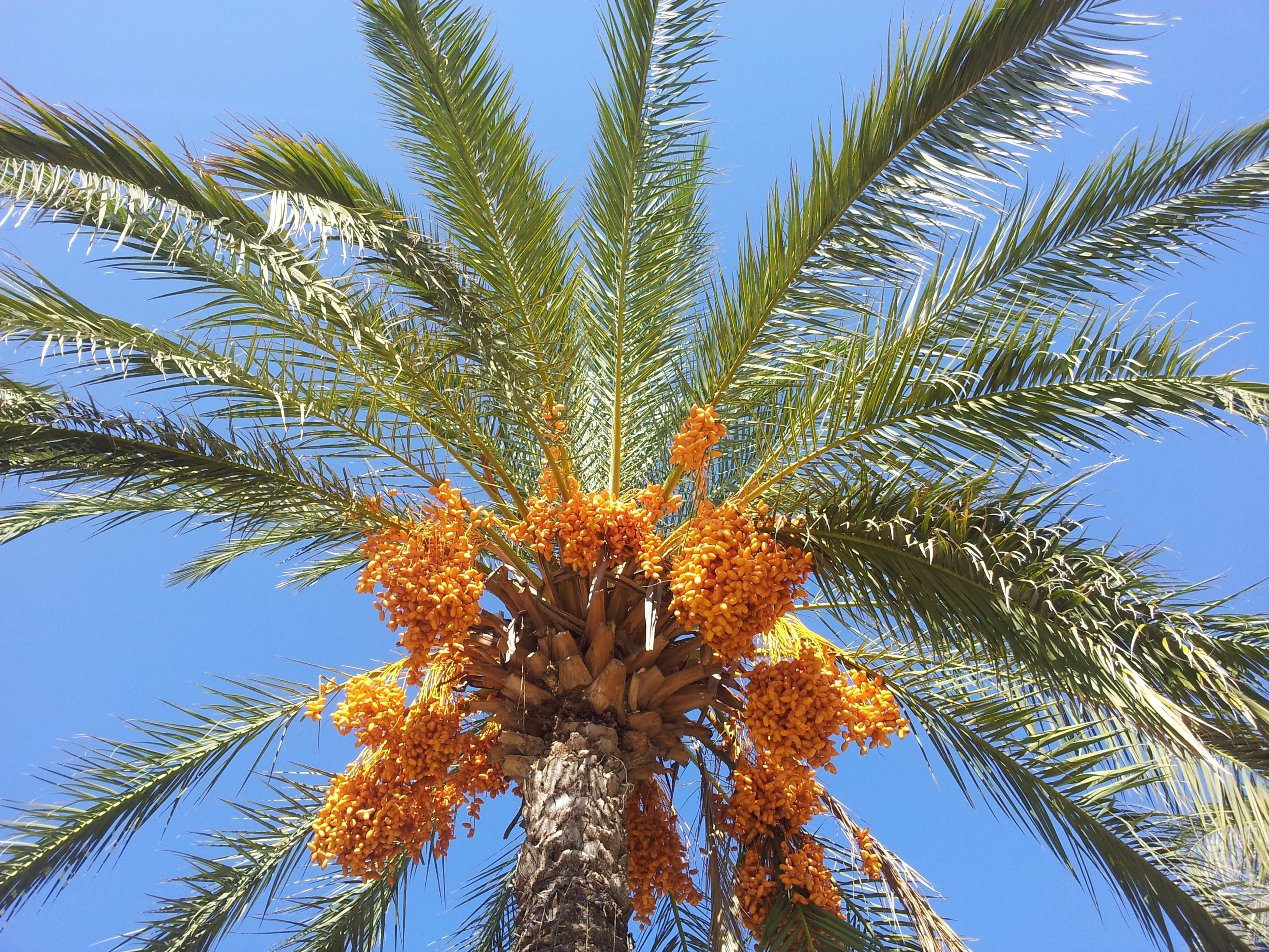 Date Palm, tree, no people, tropical tree, palm, sky, blue, tropical climate, date palm tree, day, outdoors, low angle view, food and drink, food, plant, HD Wallpaper