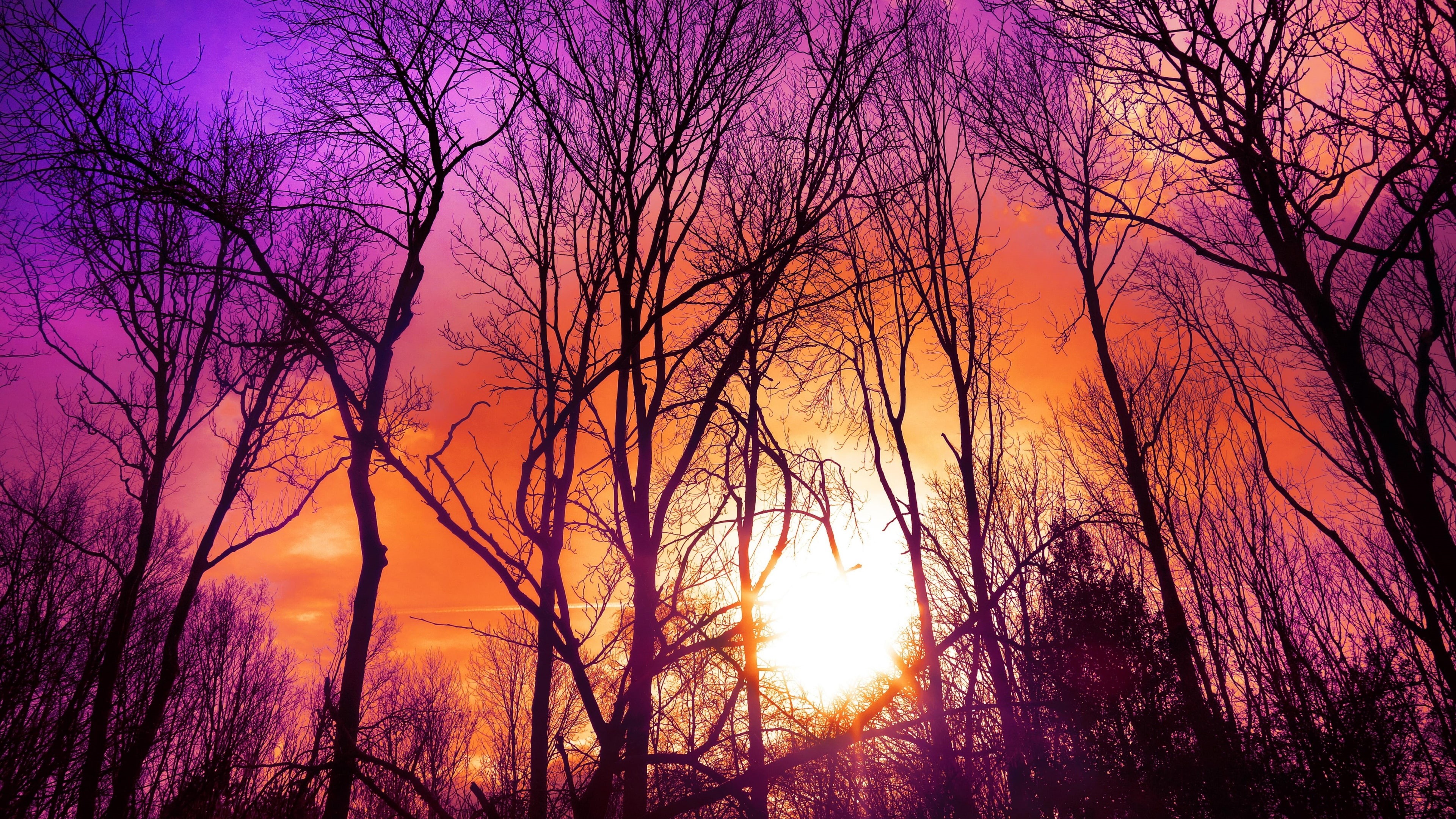 low angle view, bare trees, branches, sunset, 4K, purple sunset, trees, purplish sunset, purple sky, HD Wallpaper