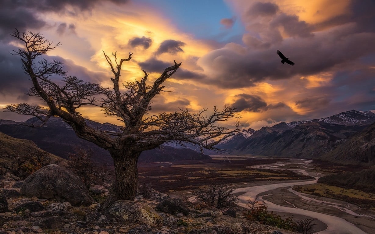 tranquil scene, bare, river, sky, 480P, flying, cloud - sky, condors, tranquility, no people, bird, mountains, Argentina, birds, plant, outdoors, animal, HD Wallpaper