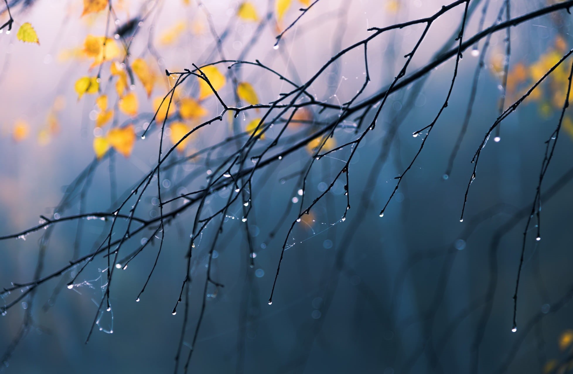 outdoors, fragility, drop, 1080P, selective focus, dew, water drops, plant, nature, water, close-up, bare, focus on foreground, day, wet, no people, bare tree, HD Wallpaper