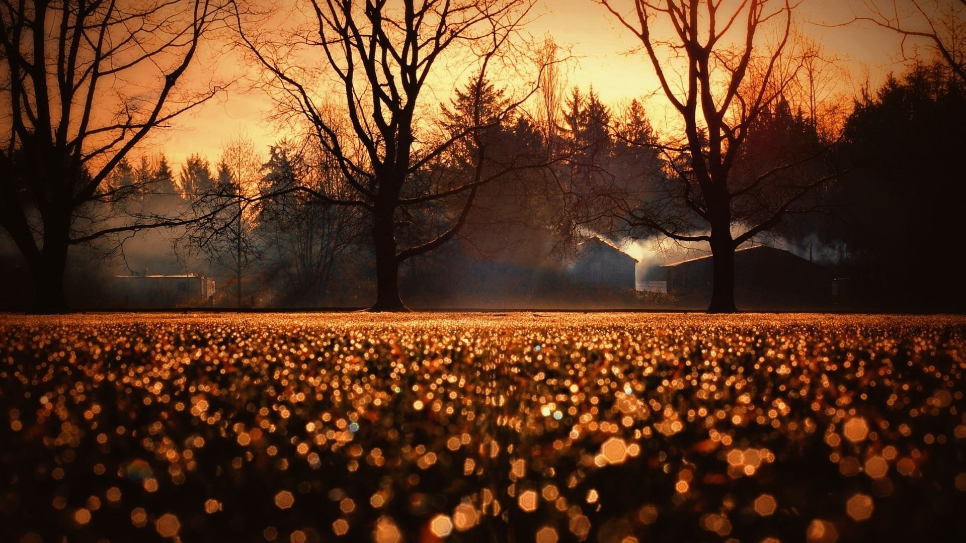 season, spooky, silhouette, several, fog, beauty in nature, nature, group of people, autumn, bare tree, flower, crowd, festival, orange color, brown, light - Natural Phenomenon, HD Wallpaper