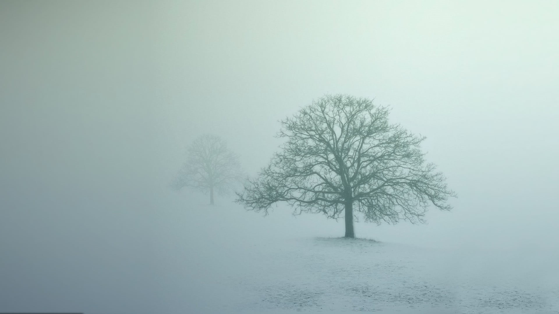 weather, isolated, ice, frost, abstract, tranquility, plant, season, rural Scene, cold temperature, loneliness, land, frozen, snowing, blue, non-Urban Scene, HD Wallpaper