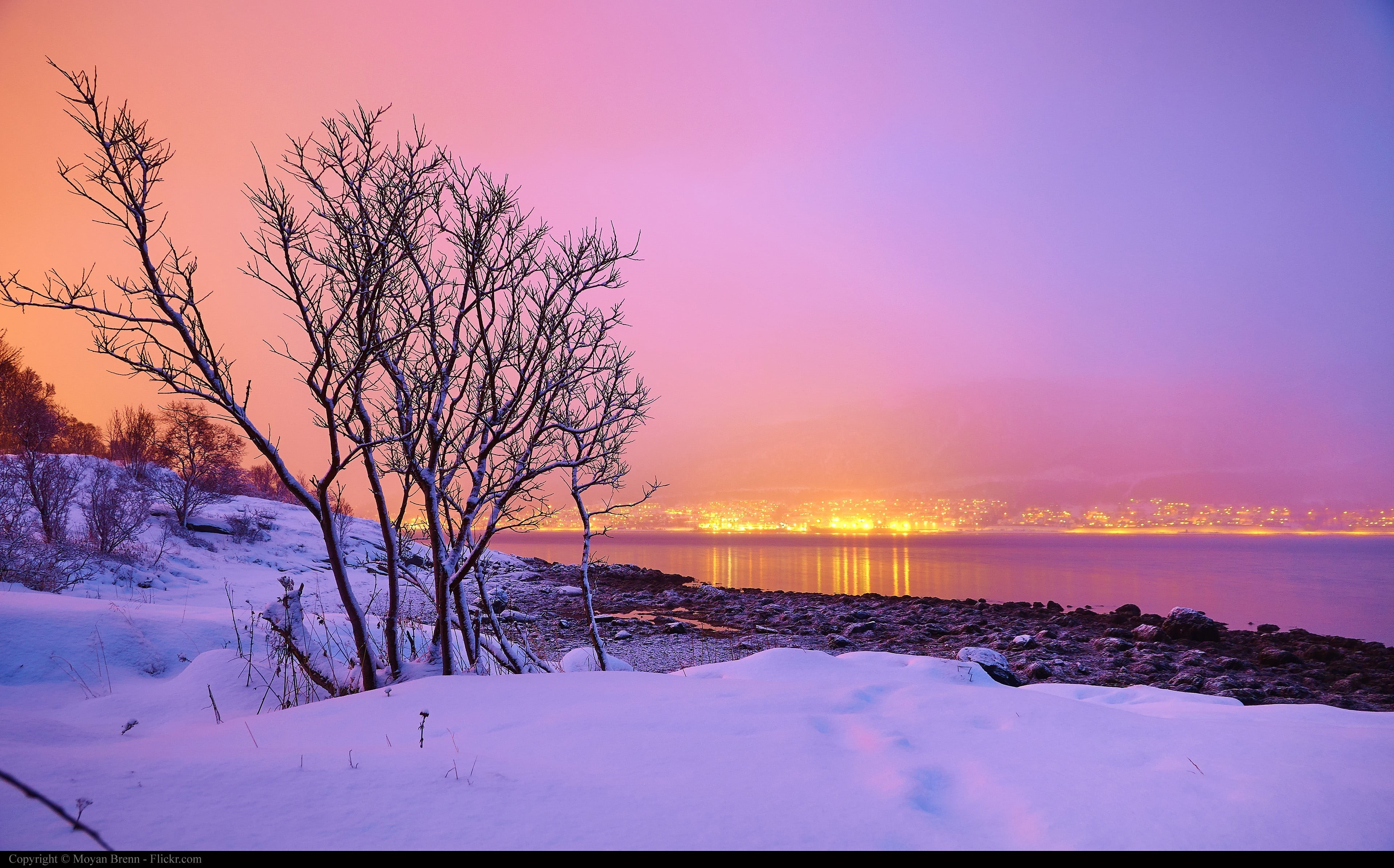 bare, snow, sunset, tree, sky, environment, beauty in nature, landscape, water, plant, purple, nature, tranquility, frozen, cold temperature, scenics - nature, HD Wallpaper